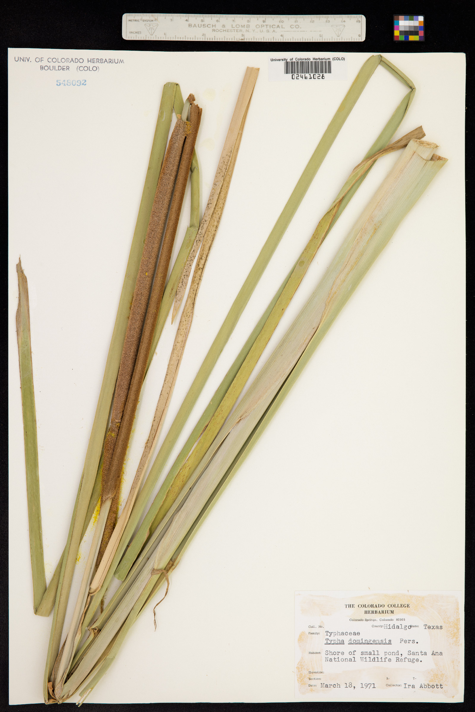 Typha domingensis image