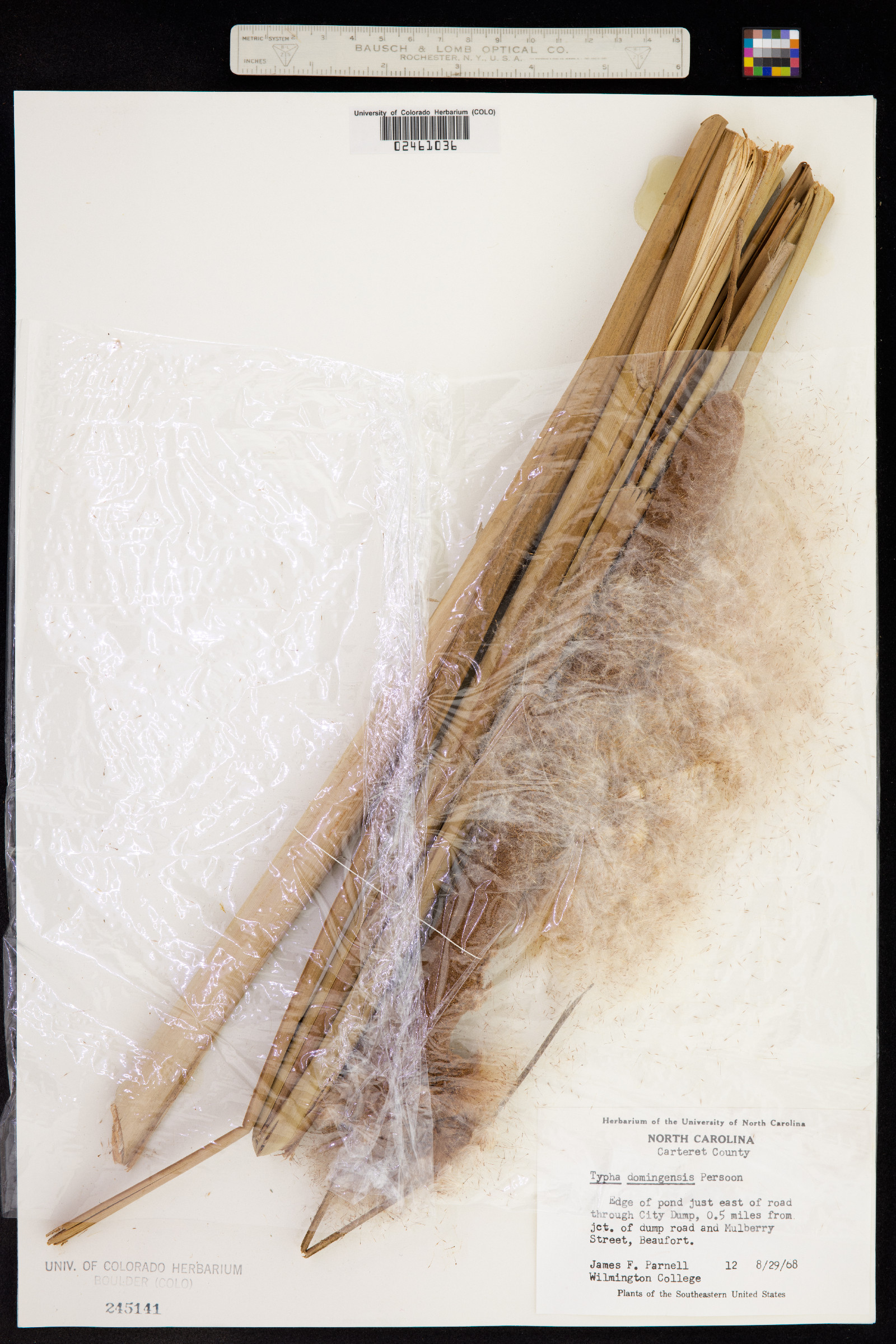 Typha domingensis image