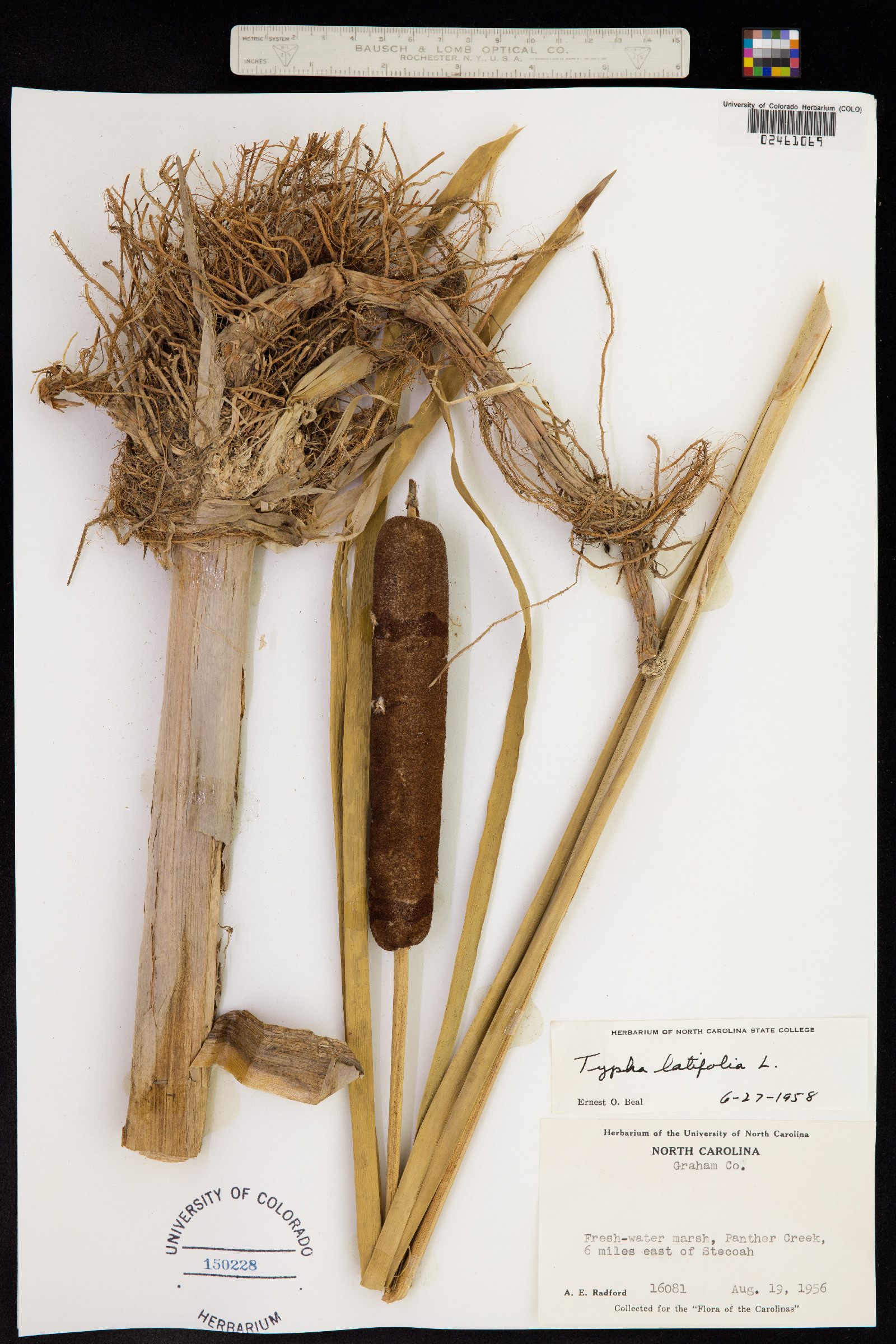 Typha latifolia image