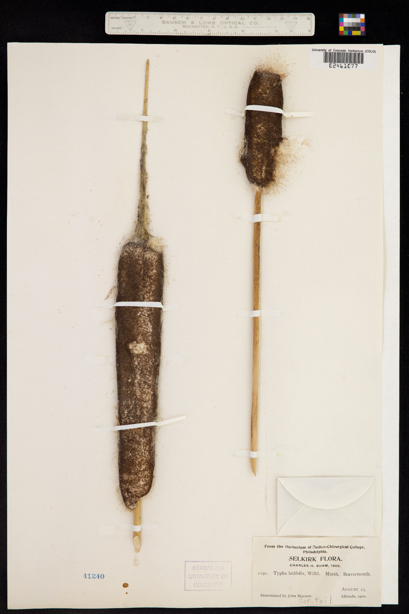 Typha latifolia image