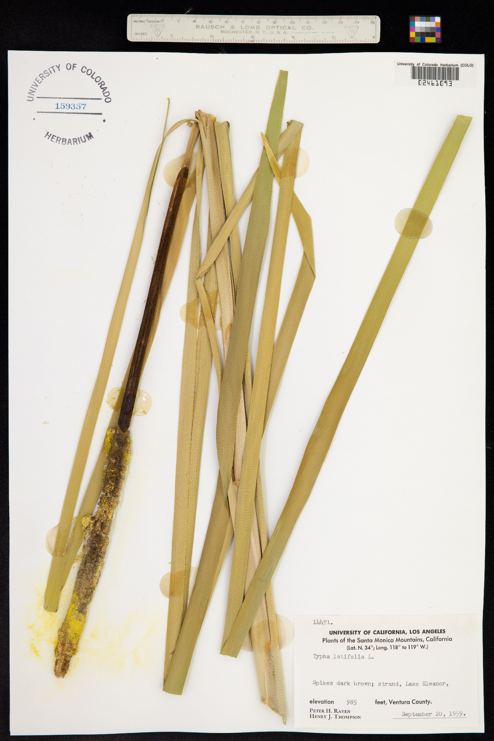 Typha latifolia image