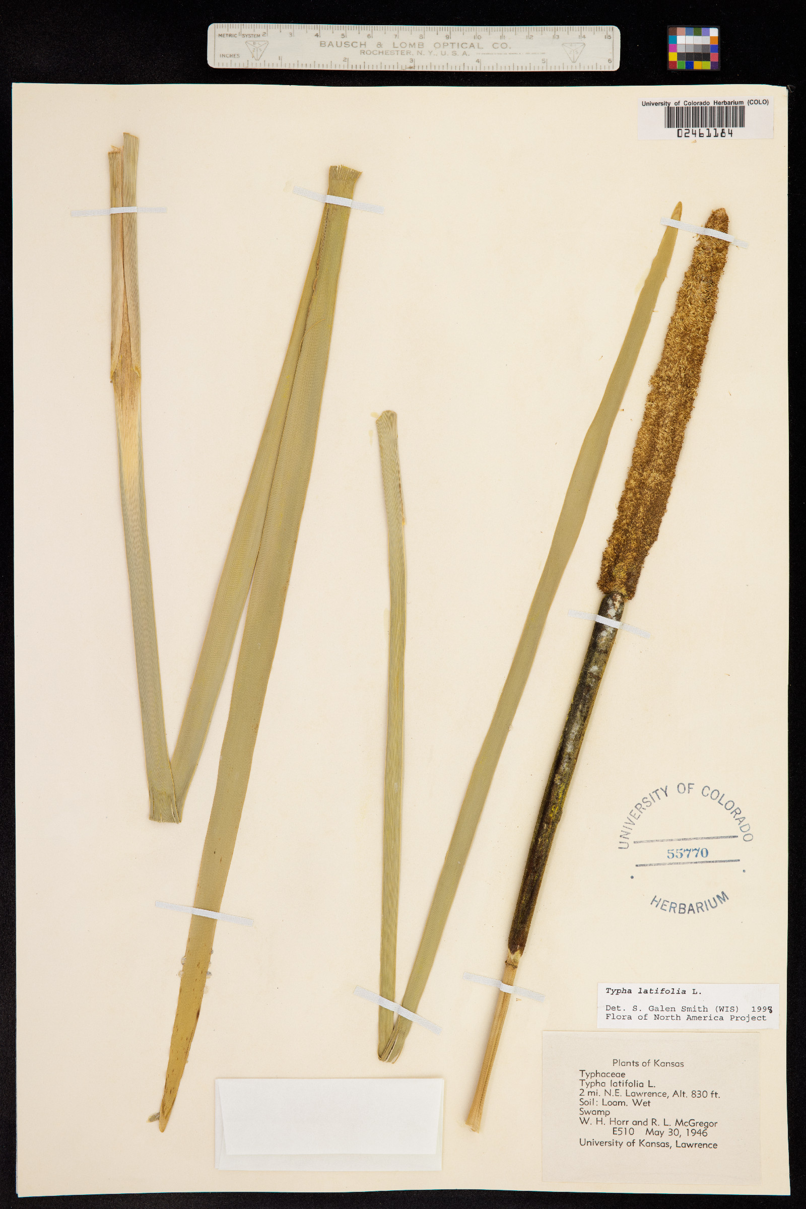 Typha latifolia image