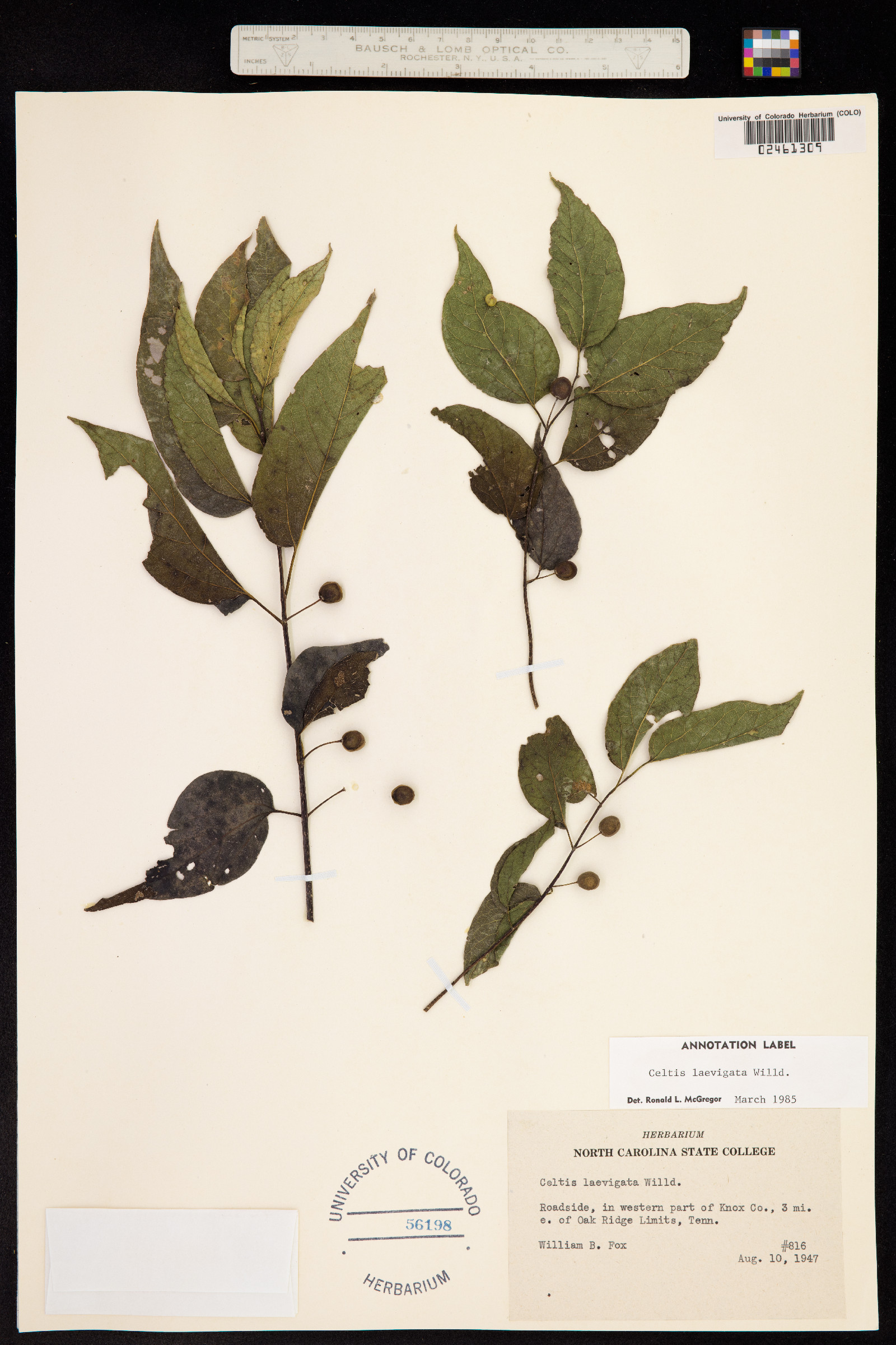 Celtis laevigata image