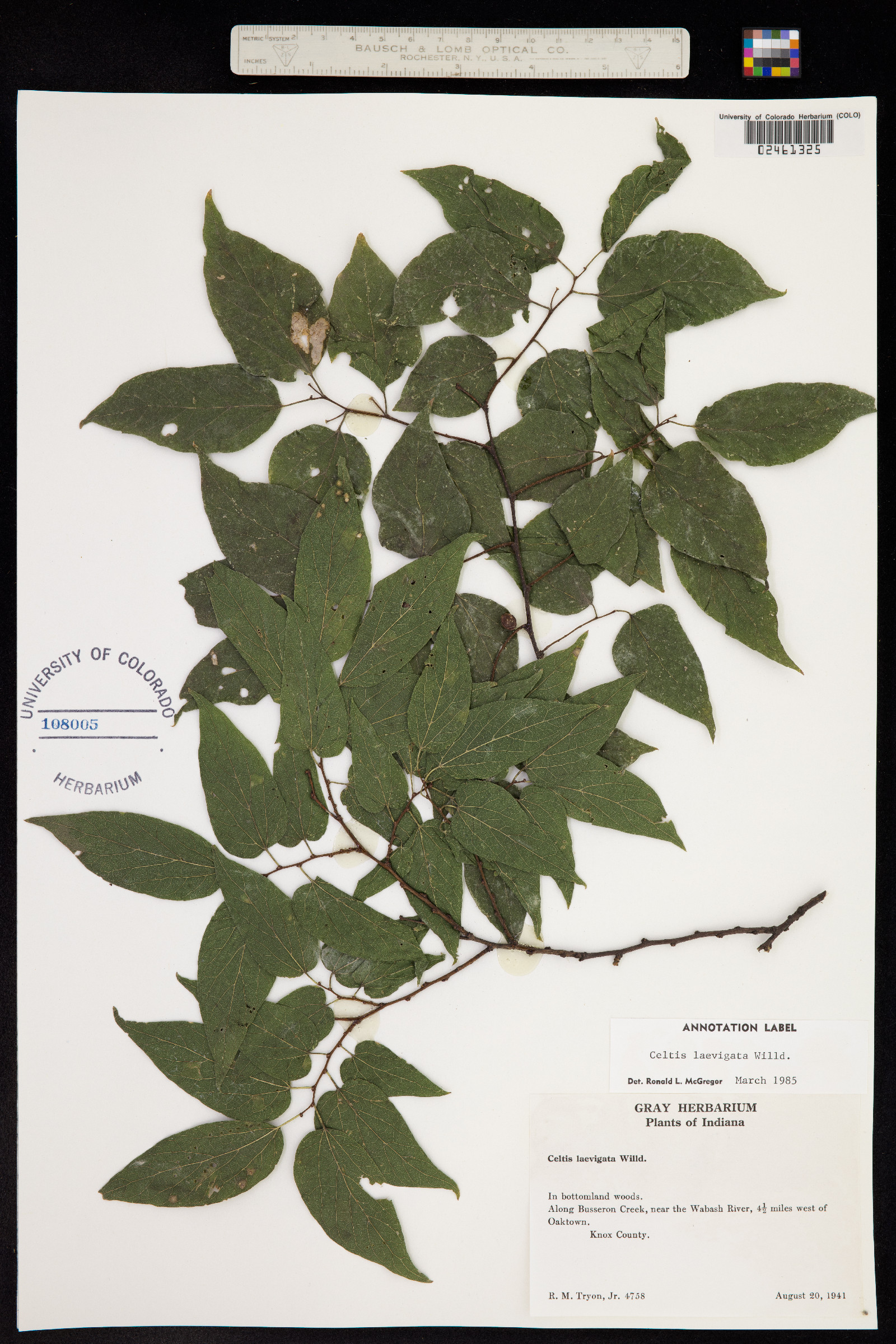 Celtis laevigata image