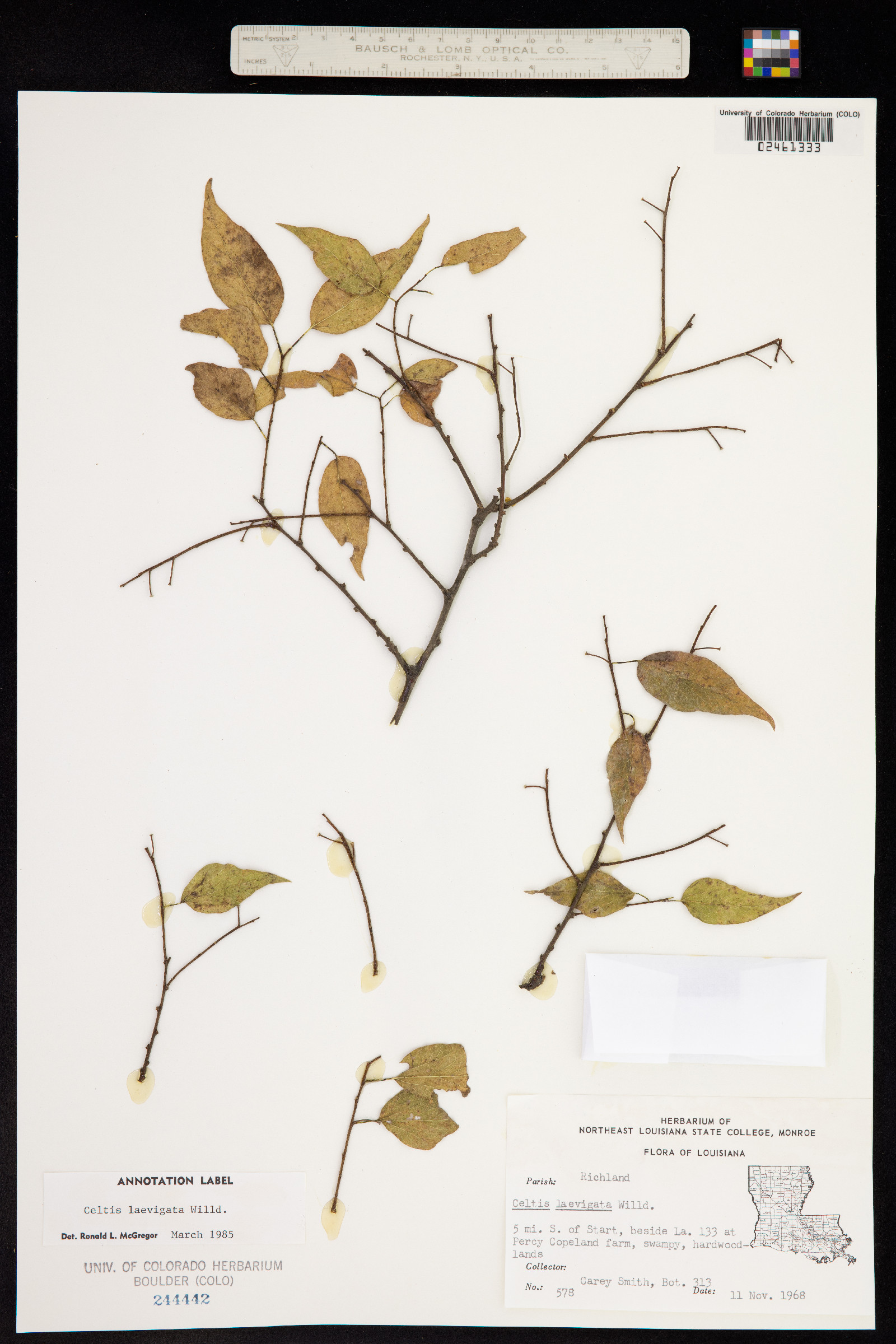 Celtis laevigata image