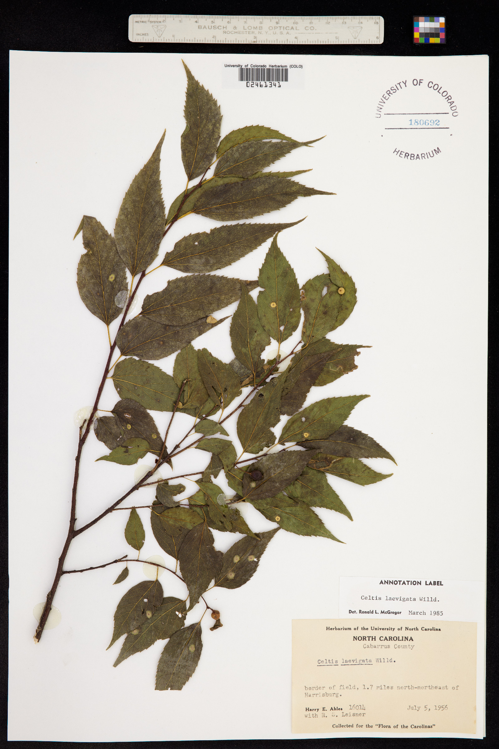 Celtis laevigata image