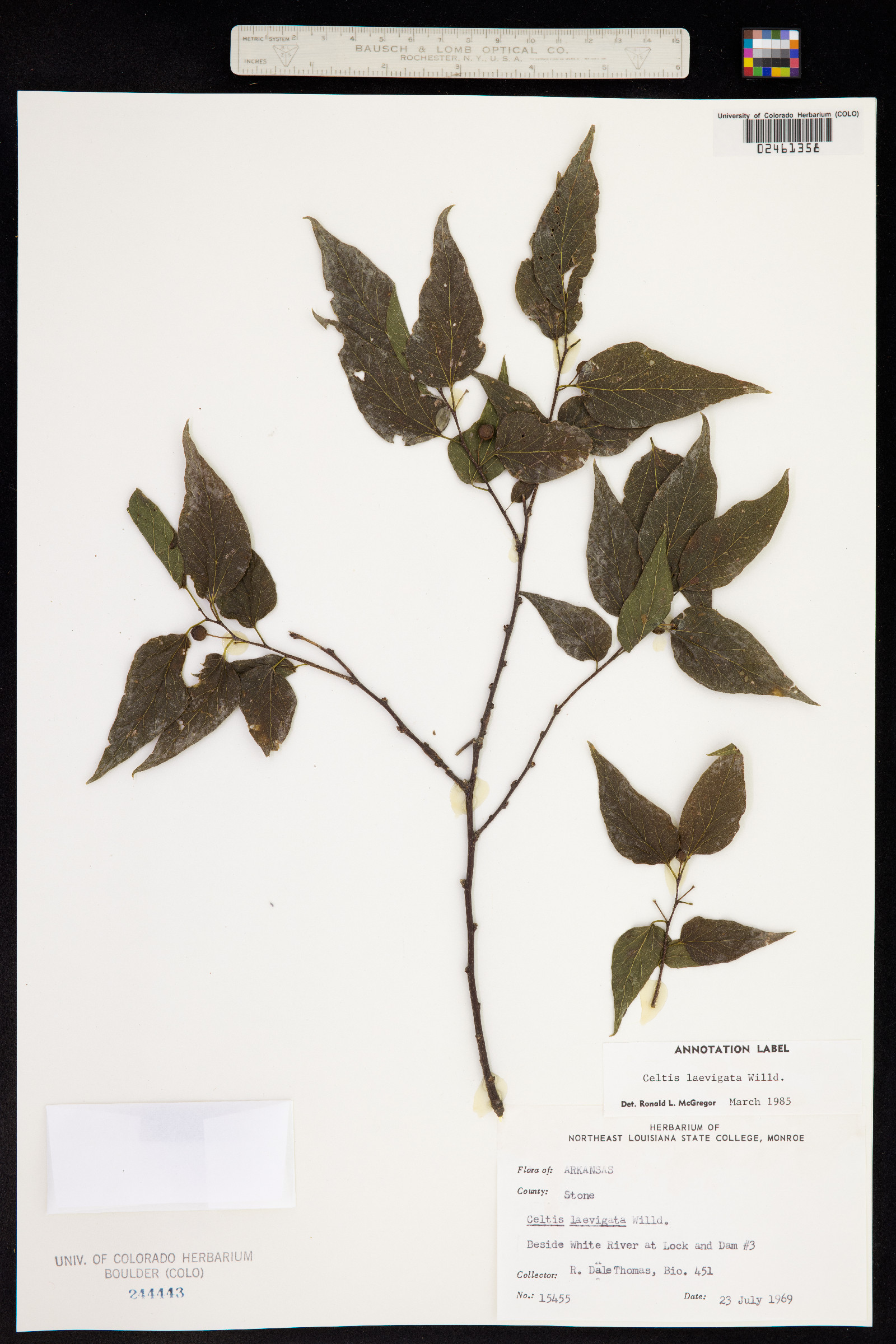 Celtis laevigata image