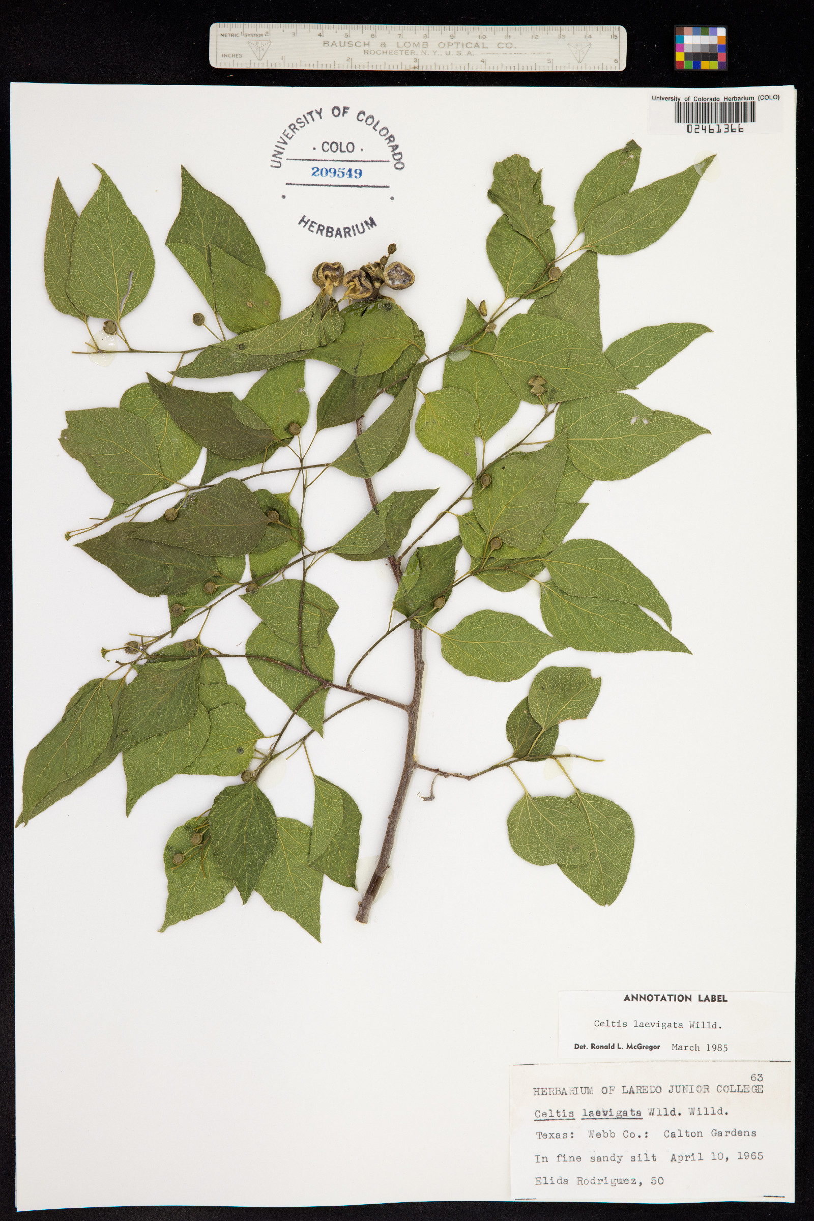 Celtis laevigata image