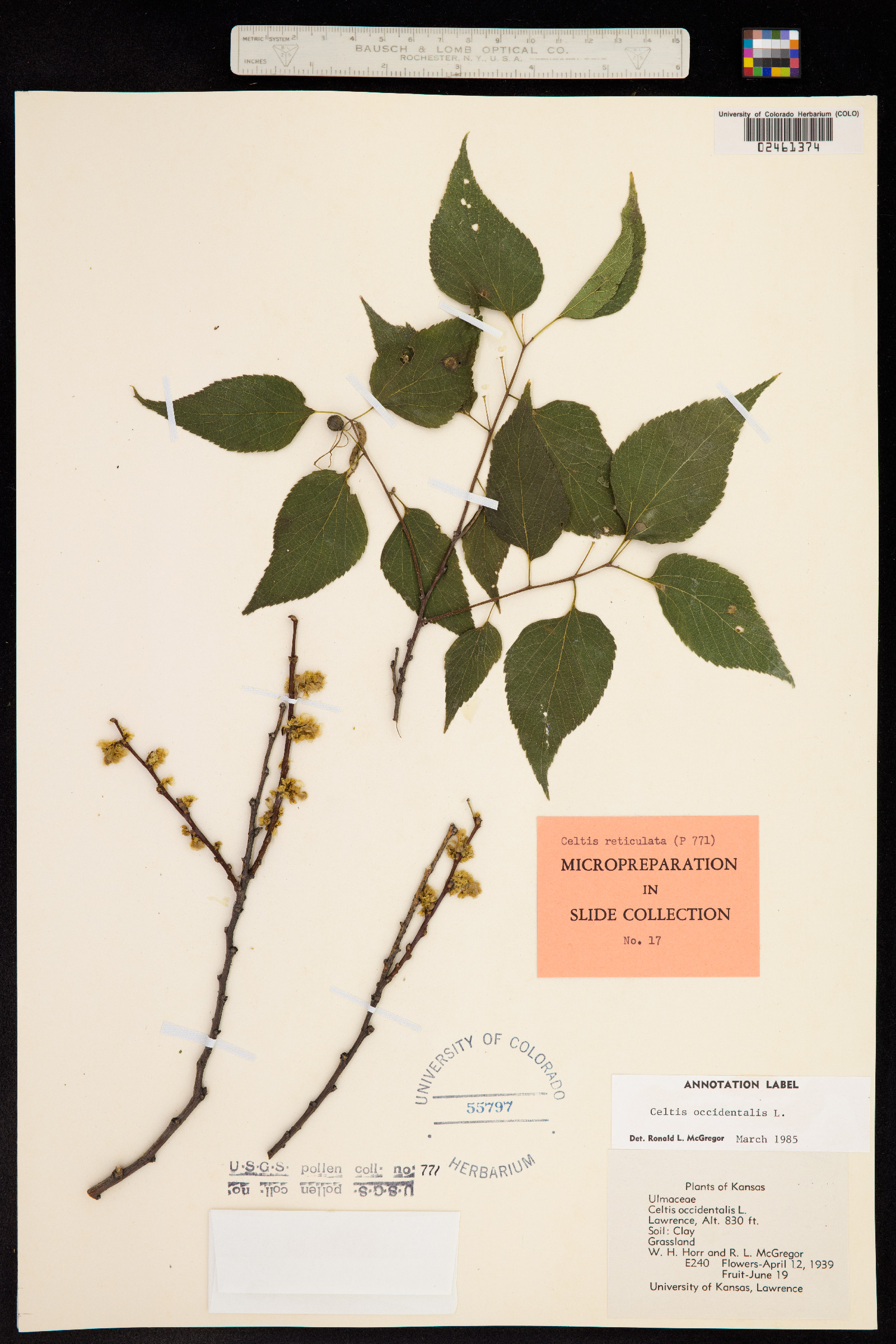 Celtis occidentalis image