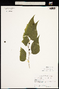 Celtis occidentalis image
