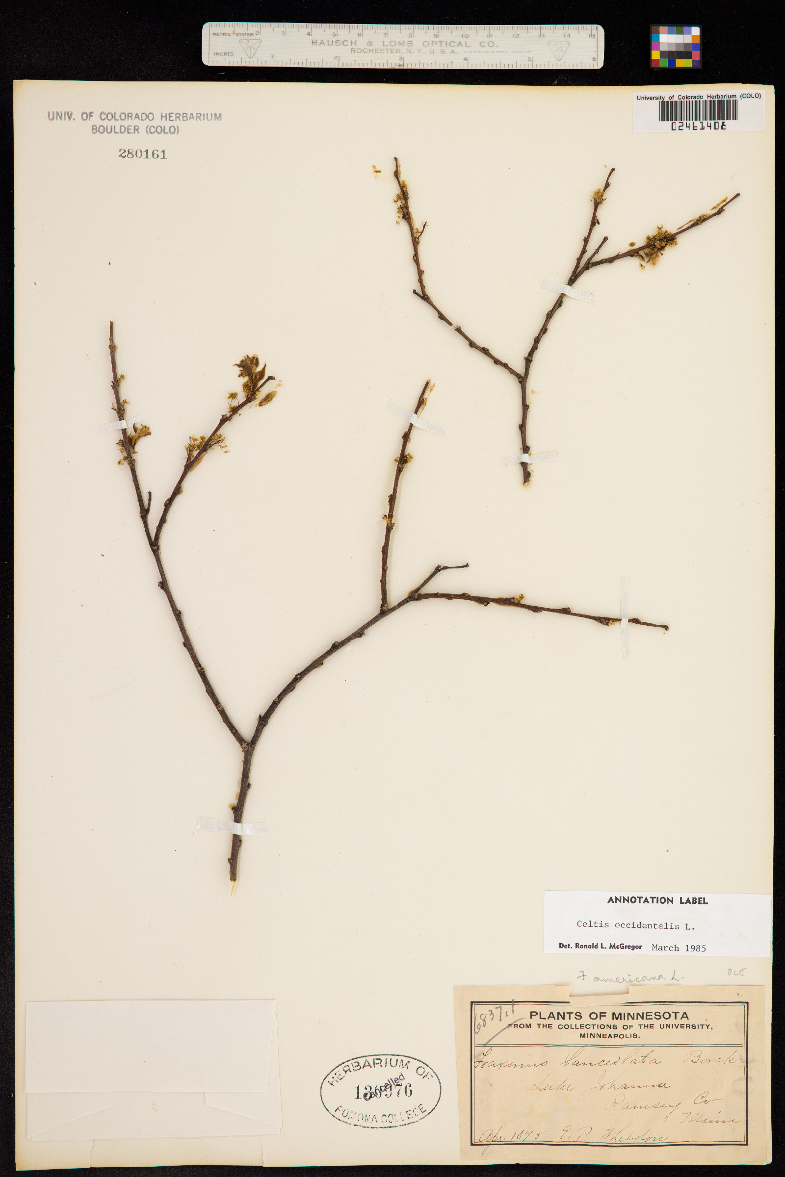 Celtis occidentalis image