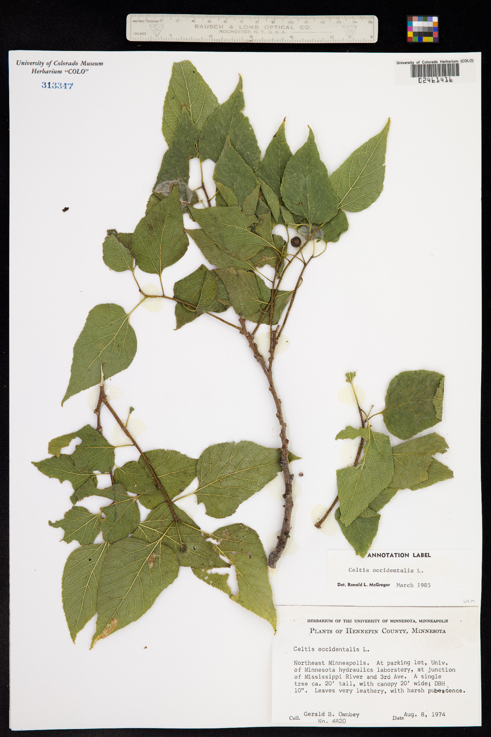 Celtis occidentalis image