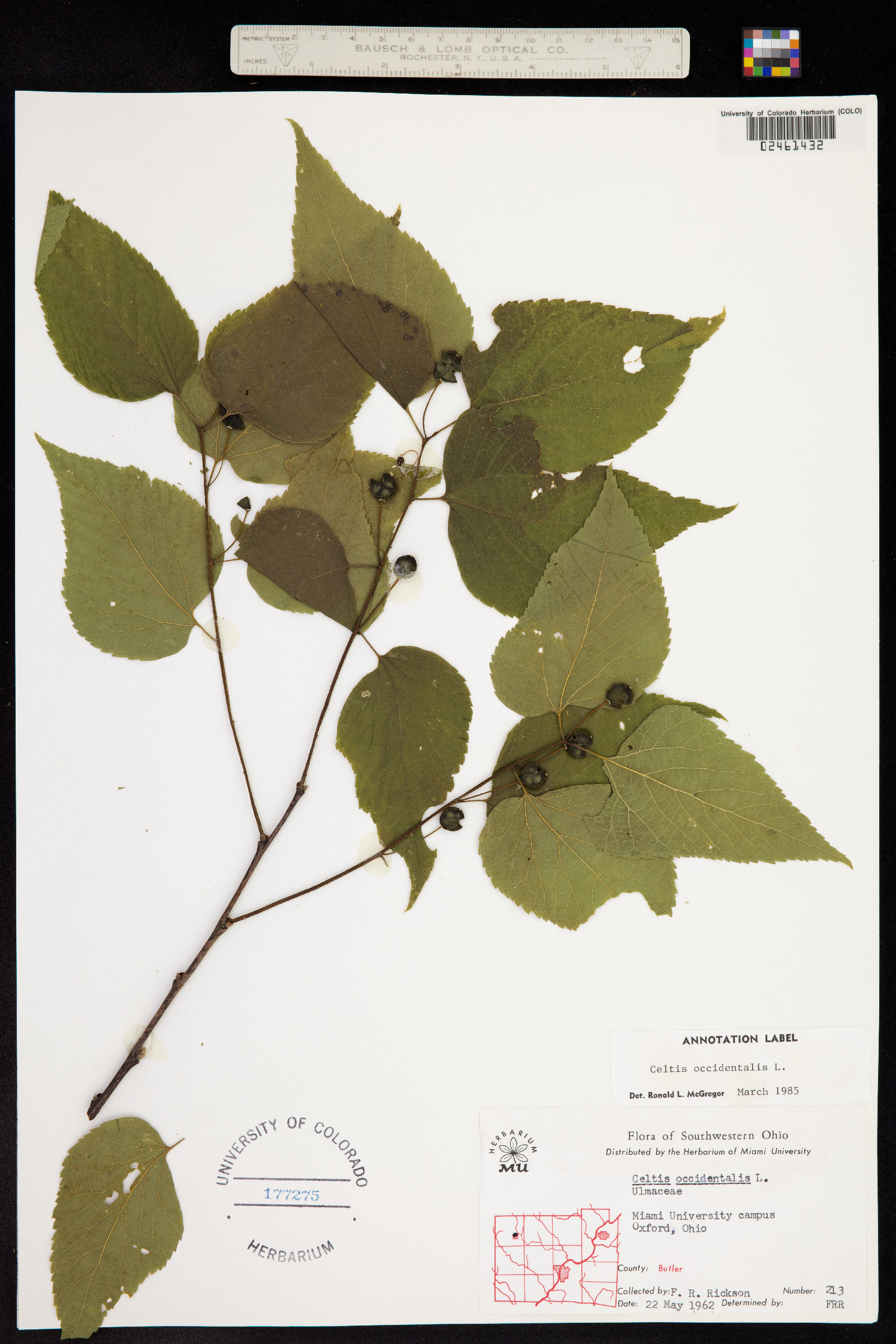 Celtis occidentalis image