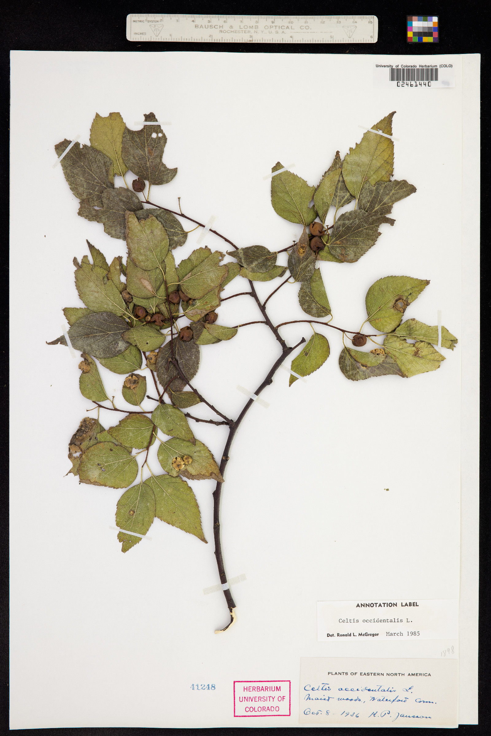 Celtis occidentalis image