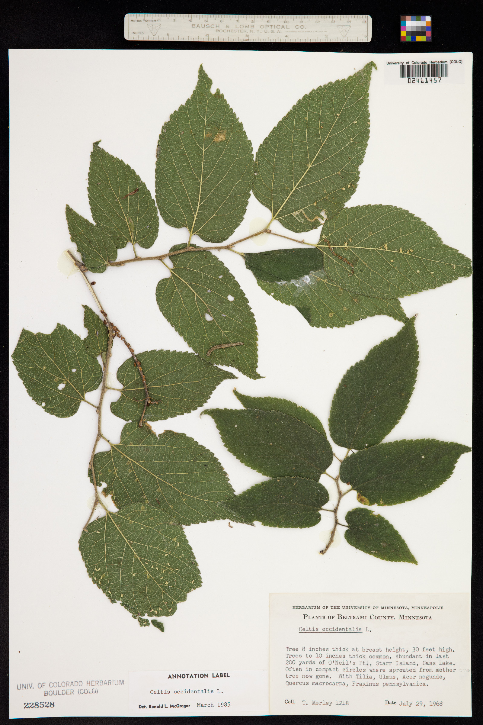 Celtis occidentalis image