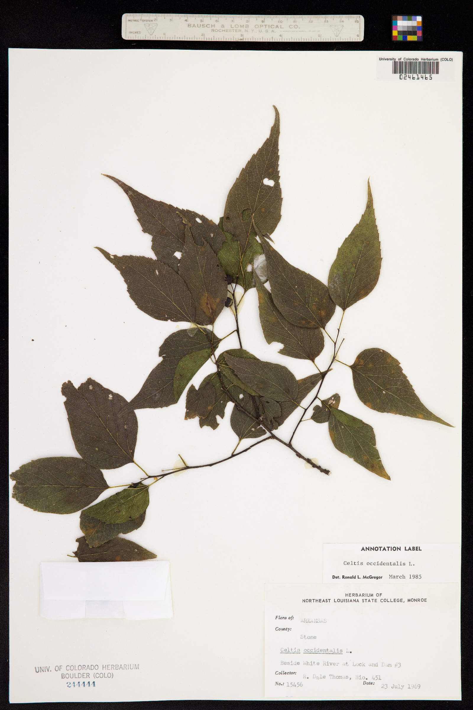 Celtis occidentalis image