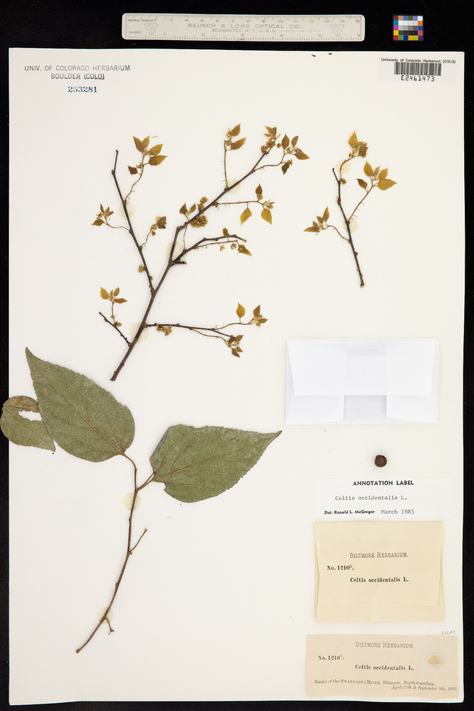 Celtis occidentalis image