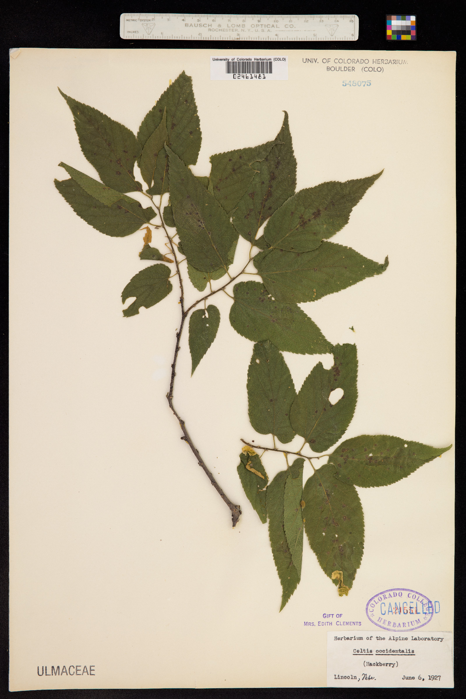 Celtis occidentalis image