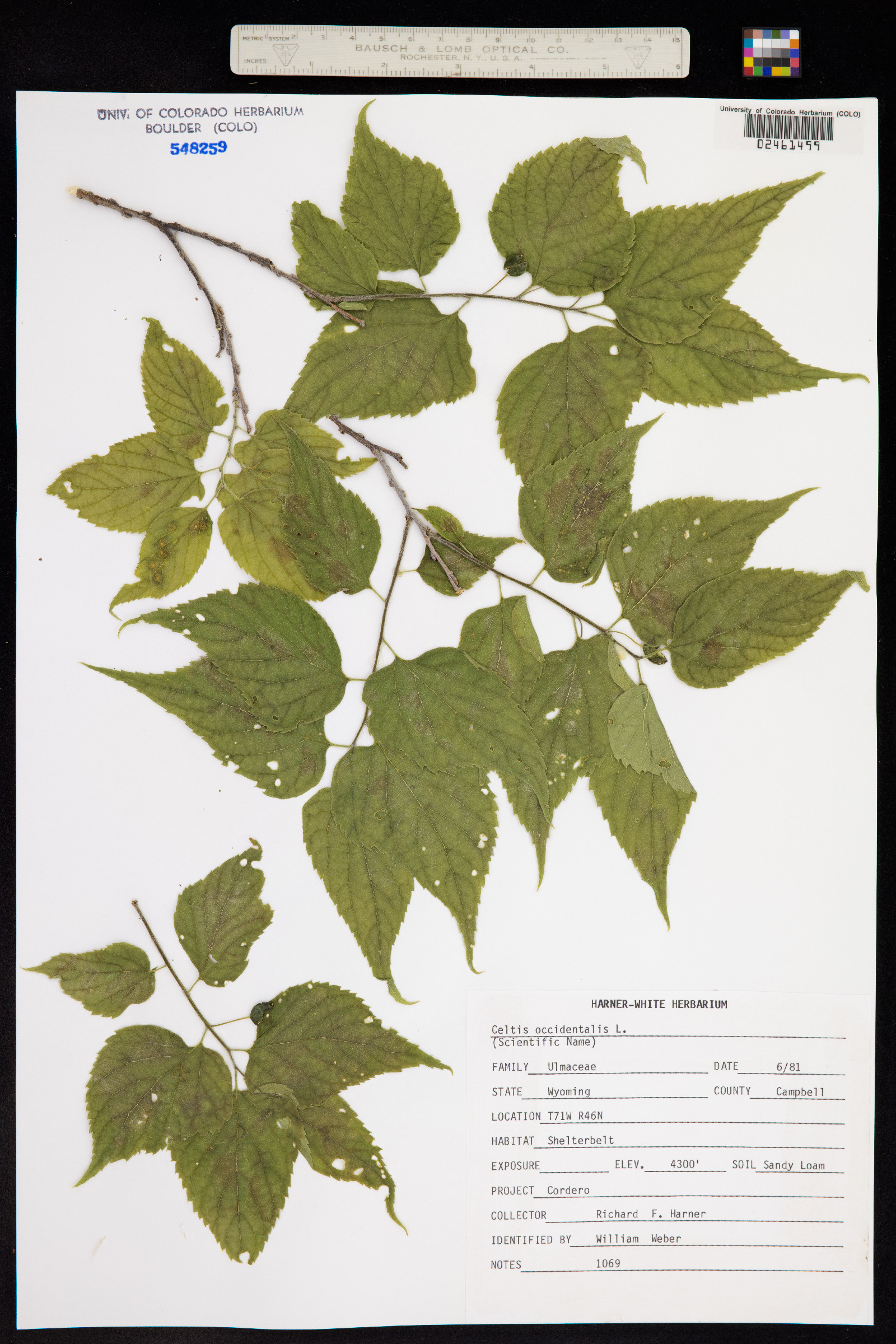 Celtis occidentalis image
