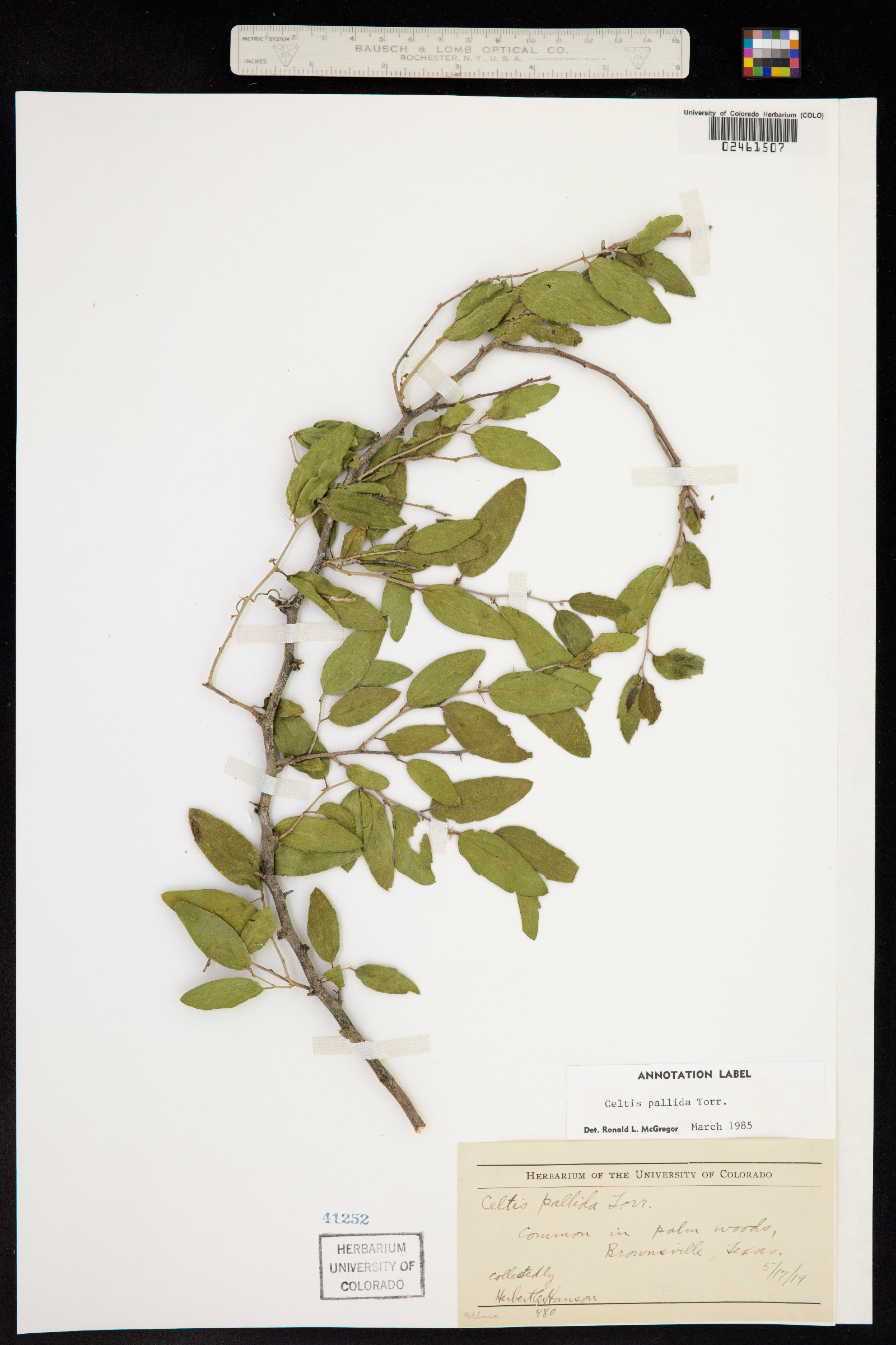 Celtis pallida image