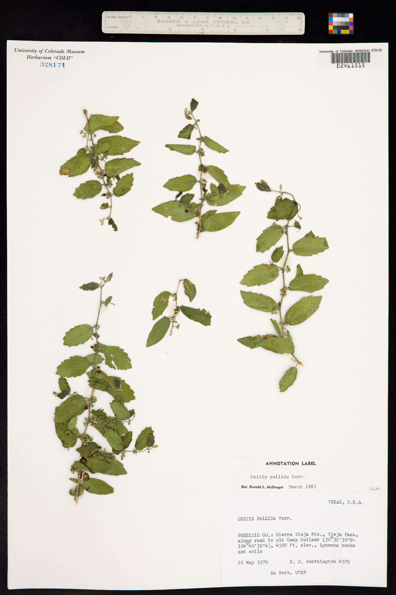 Celtis pallida image