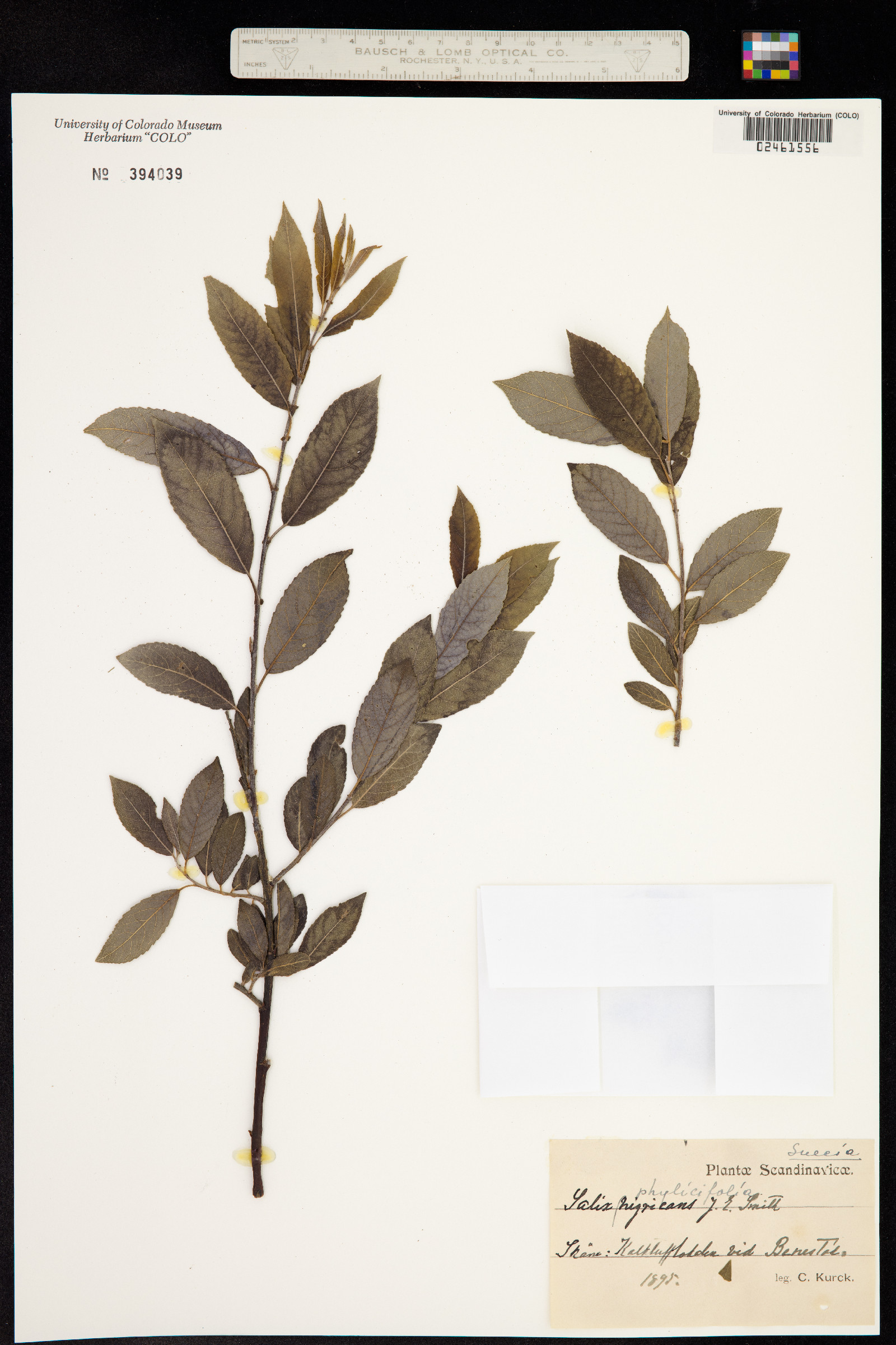 Salix phylicifolia image