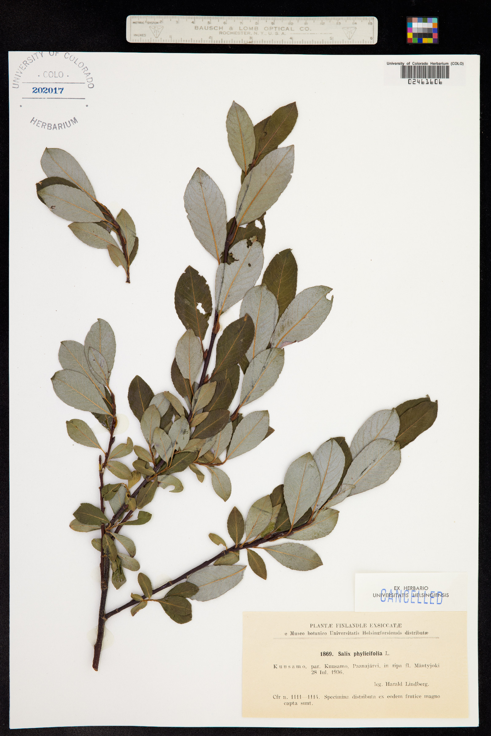 Salix phylicifolia image
