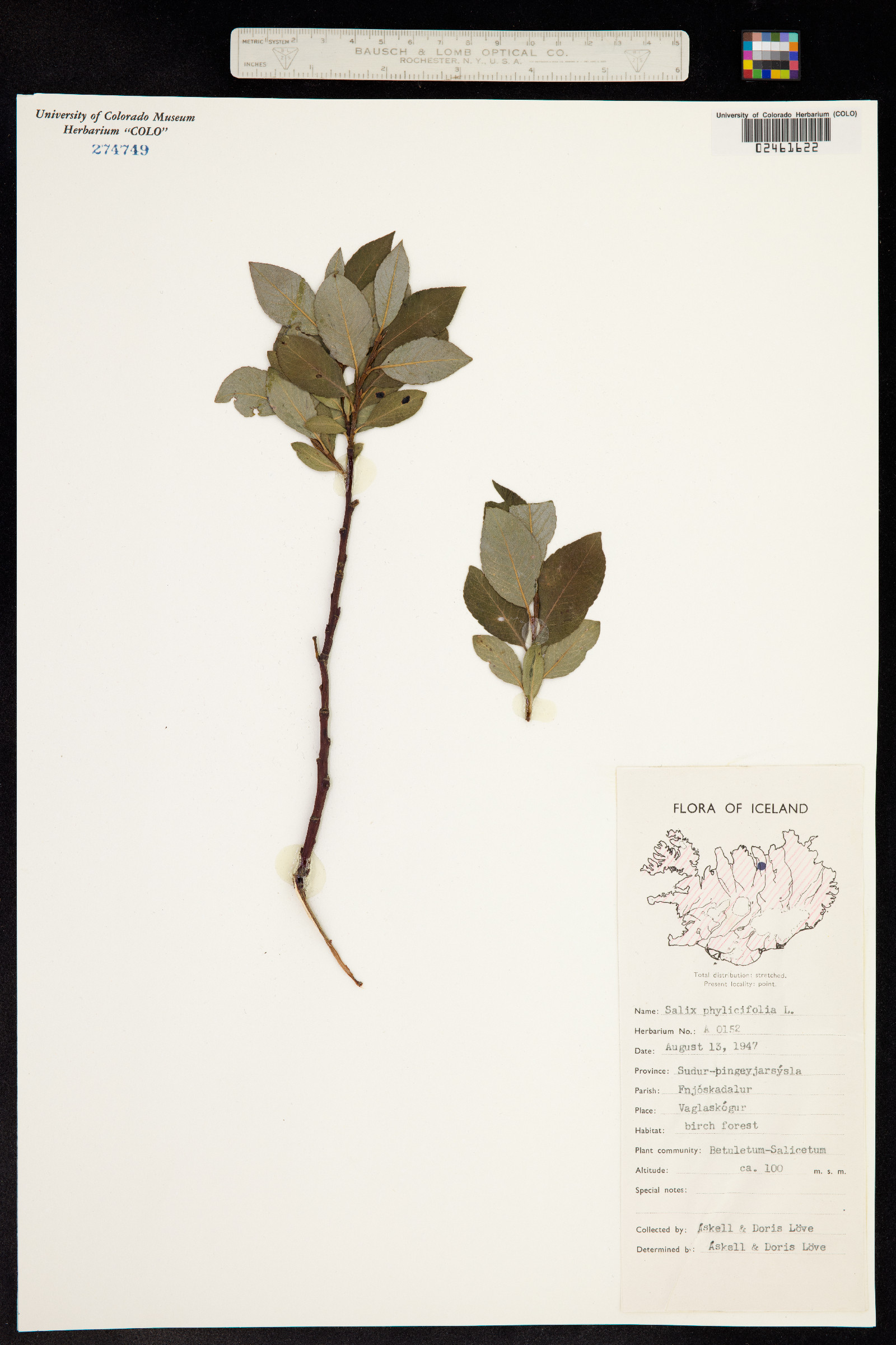 Salix phylicifolia image