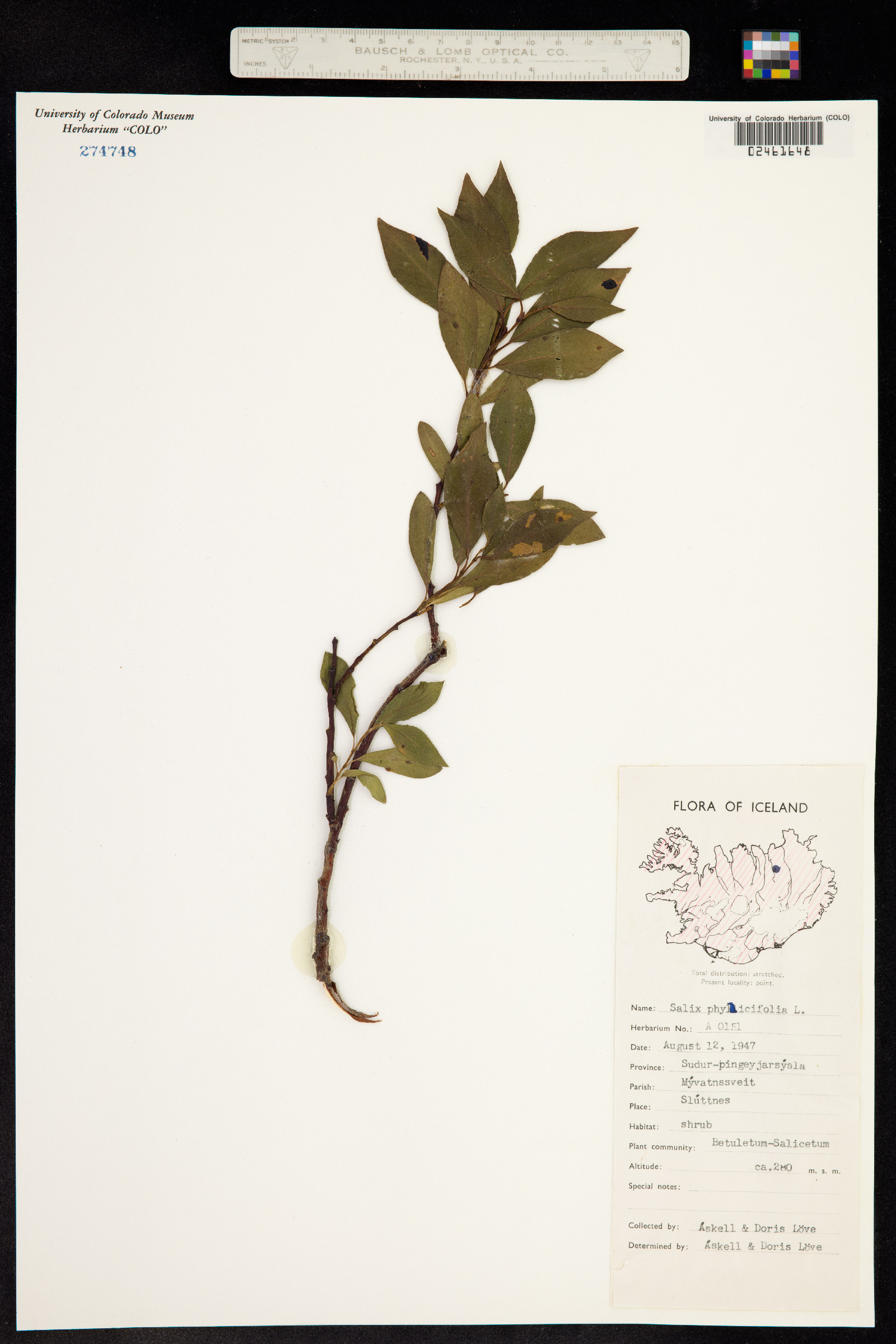 Salix phylicifolia image