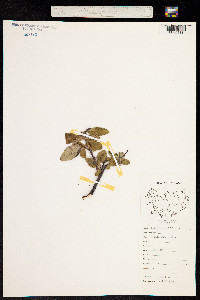 Image of Salix phylicifolia