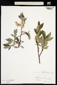 Salix phylicifolia image