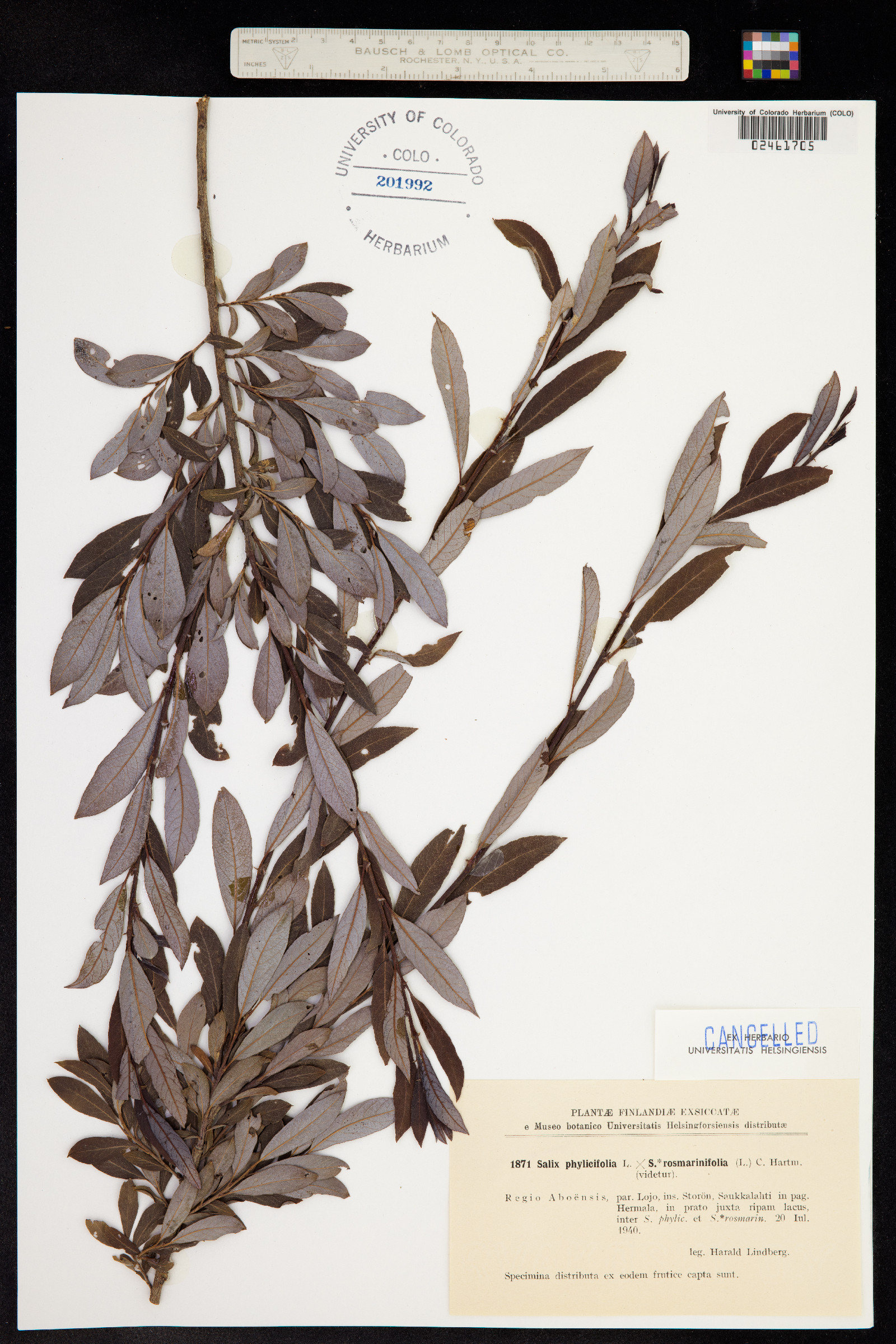 Salix phylicifolia image