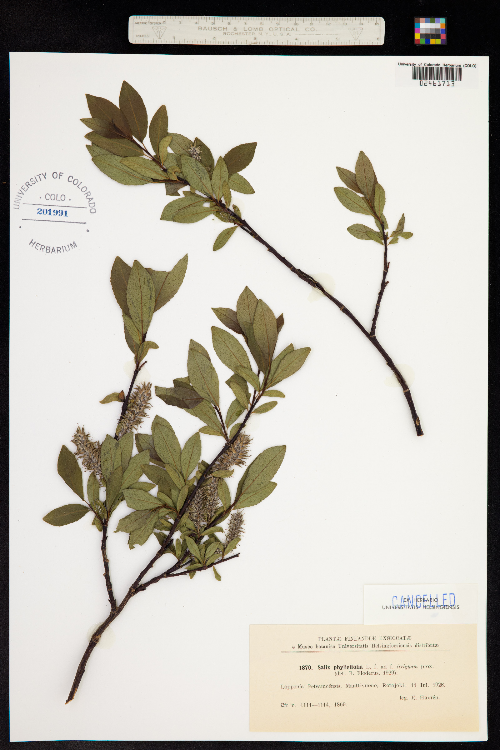 Salix phylicifolia image