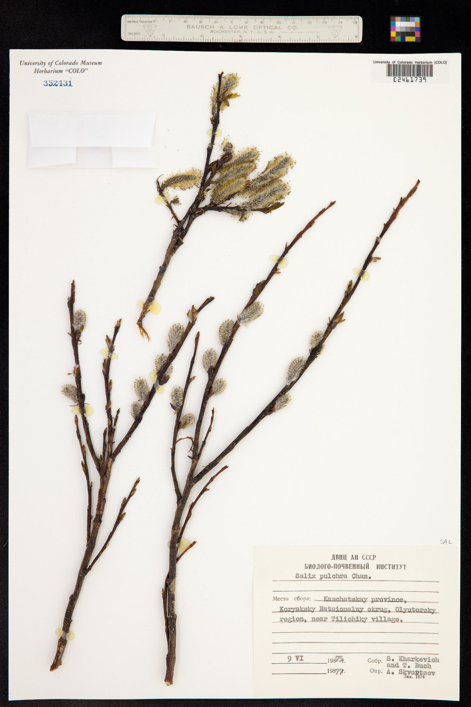 Salix planifolia image