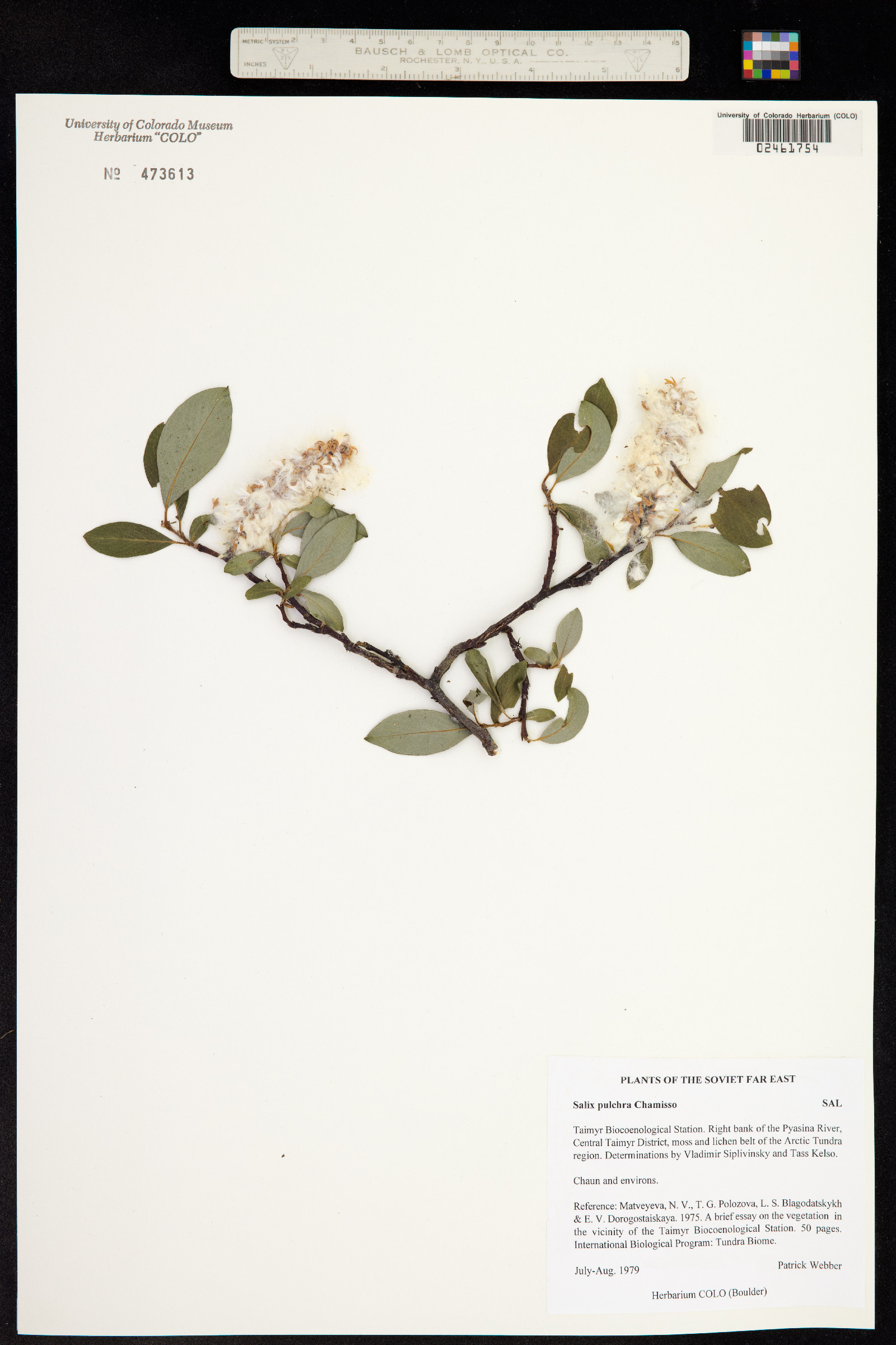 Salix planifolia image