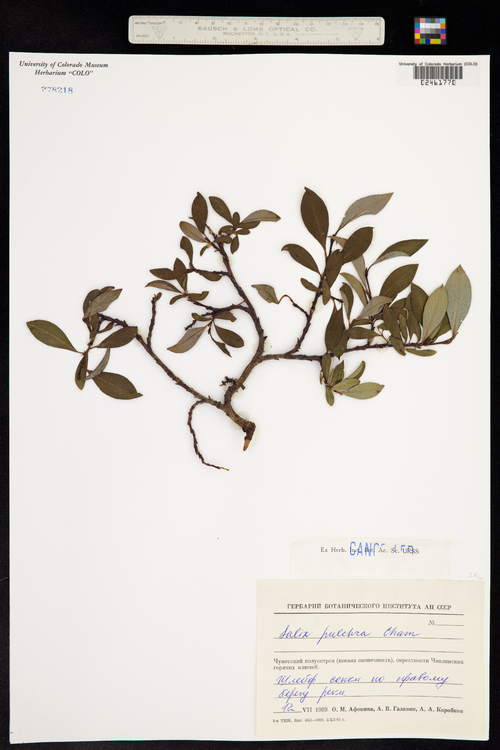 Salix planifolia image