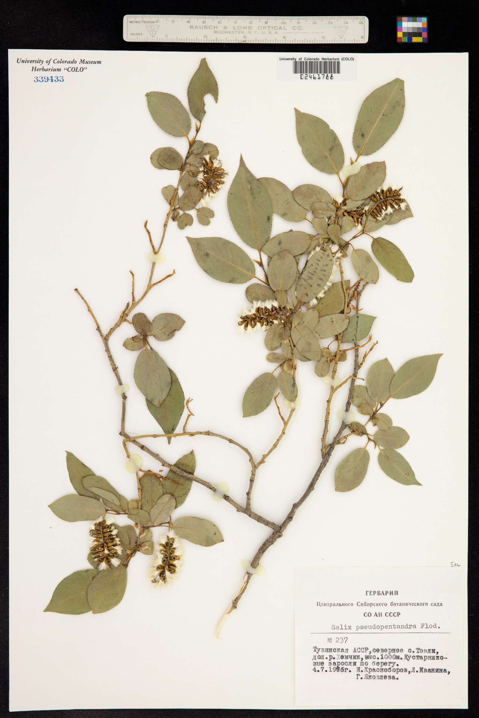 Salix pseudopentandra image