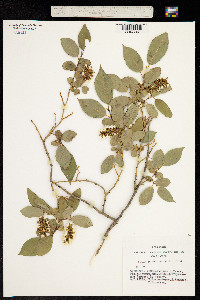 Salix pseudopentandra image