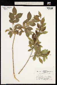 Salix pseudopentandra image