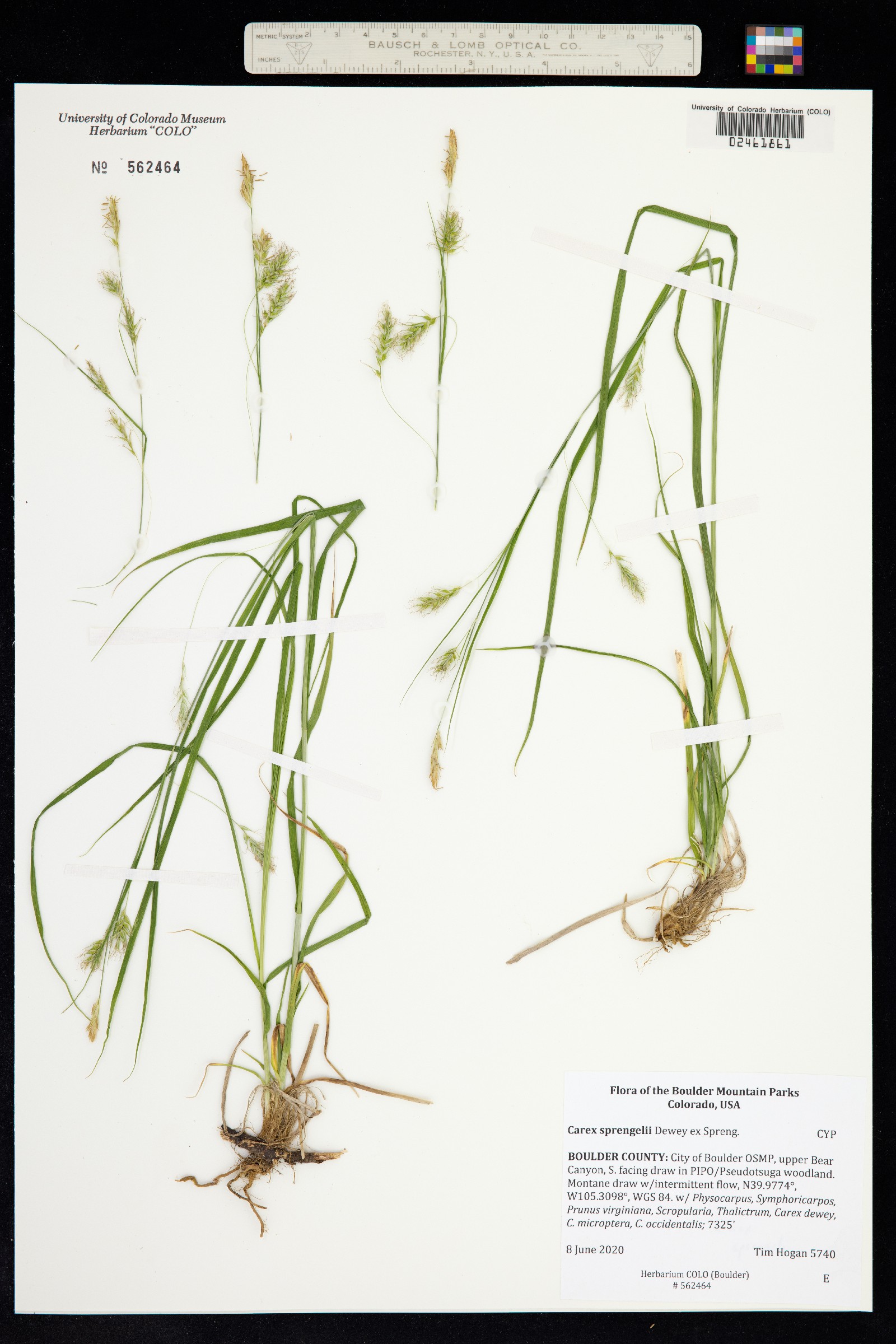 Carex sprengelii image