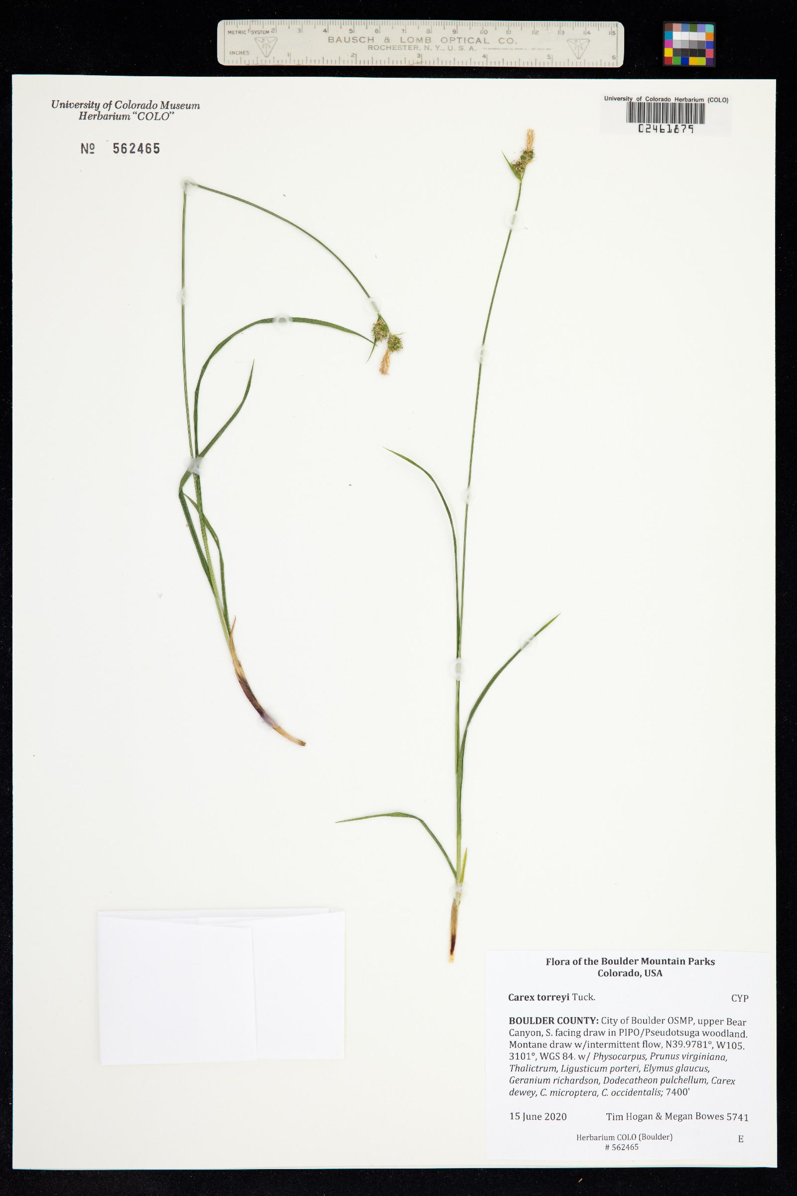 Carex torreyi image