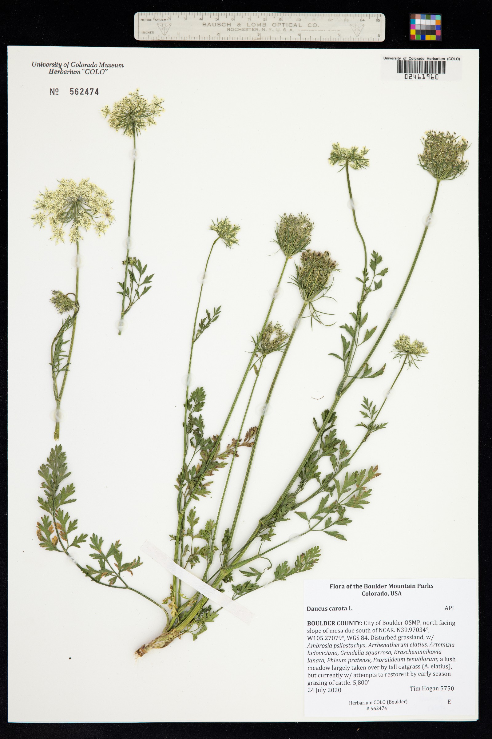 Daucus carota image