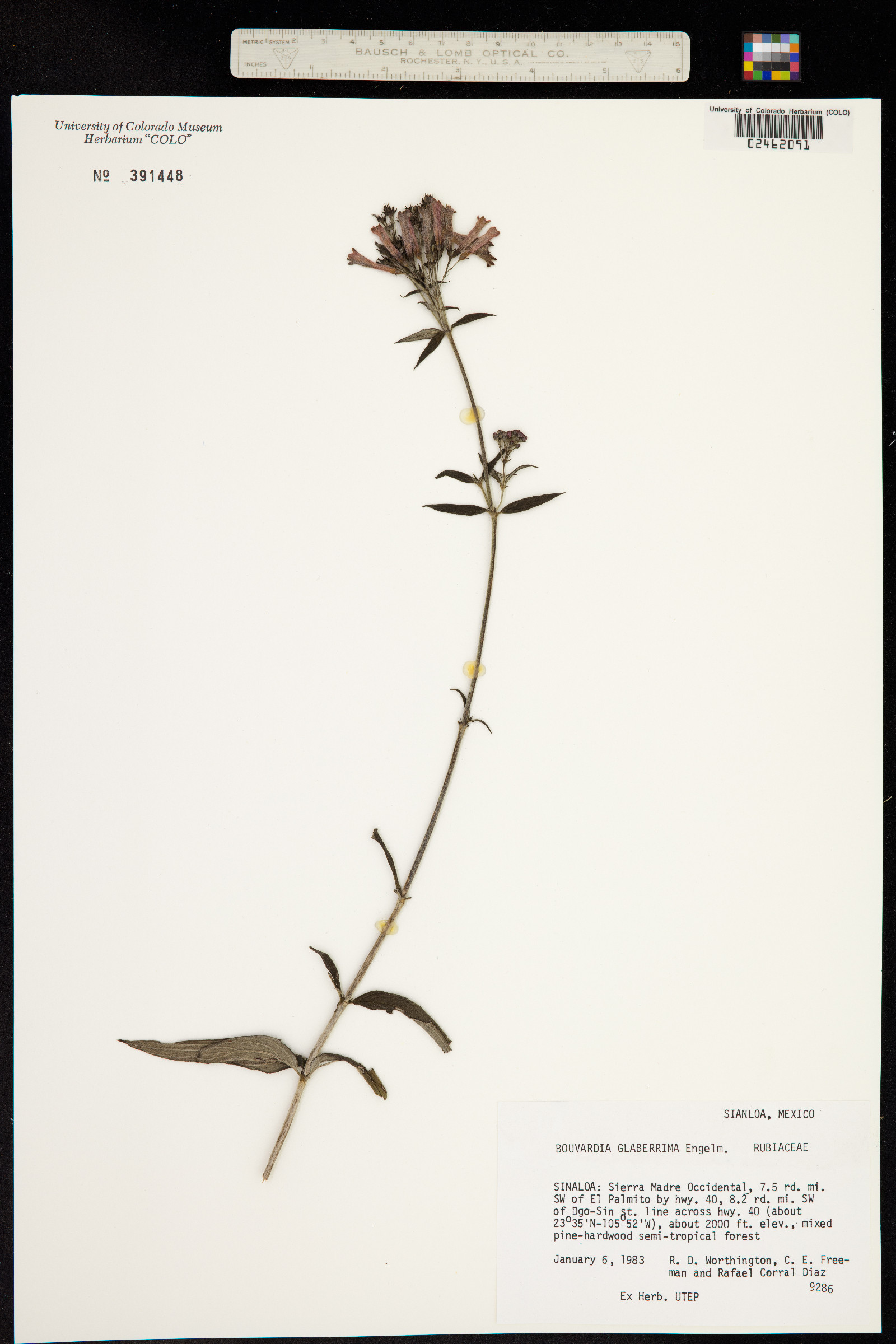 Bouvardia ternifolia image