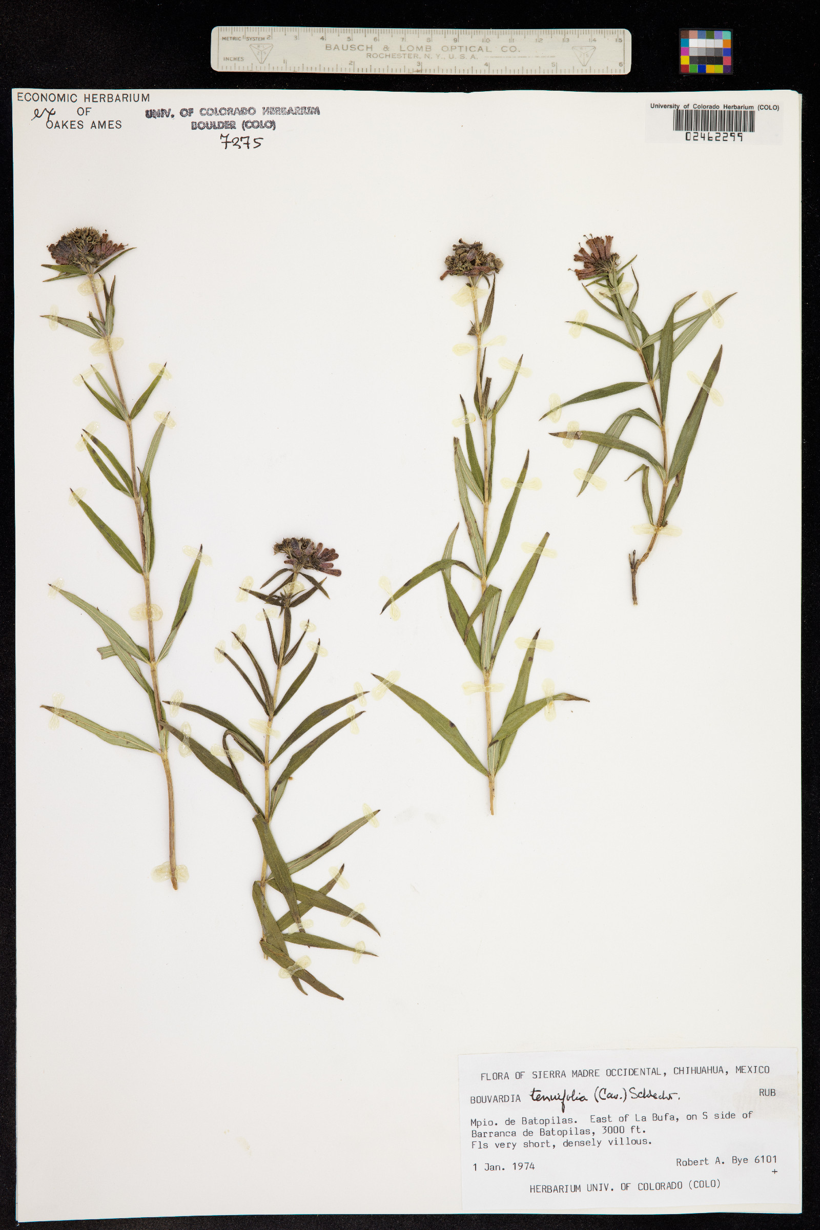 Bouvardia tenuifolia image