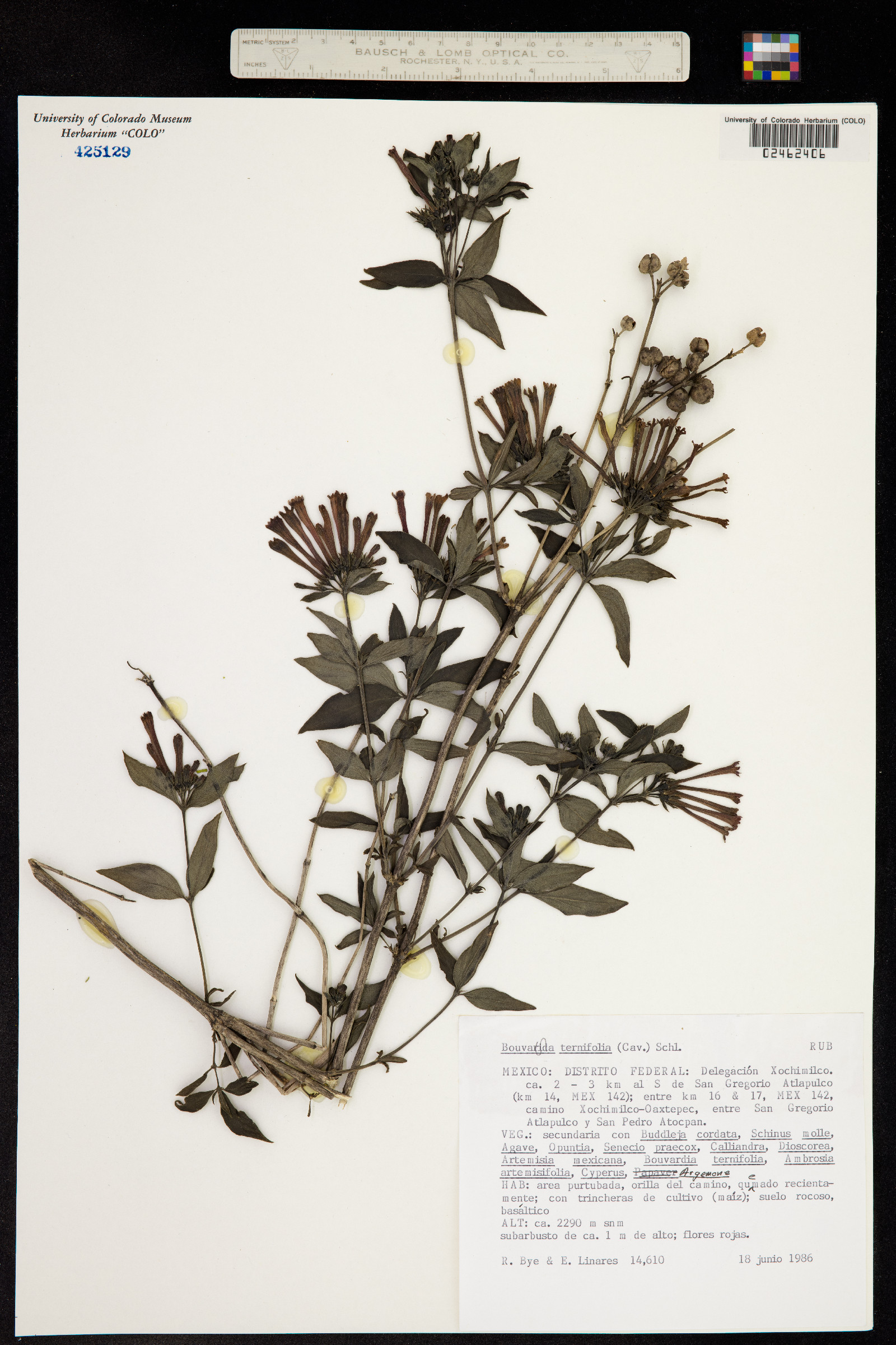 Bouvardia image