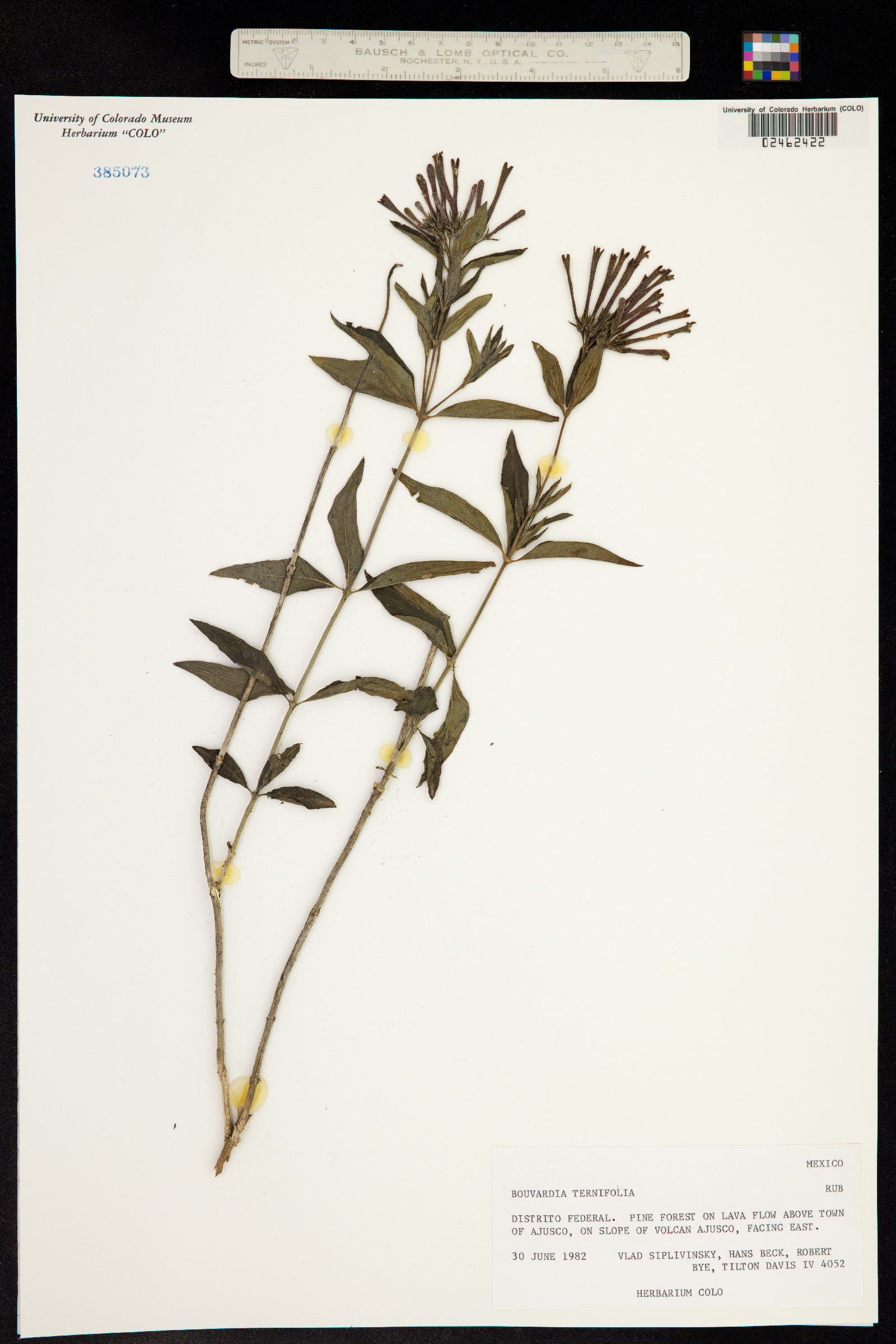 Bouvardia ternifolia image