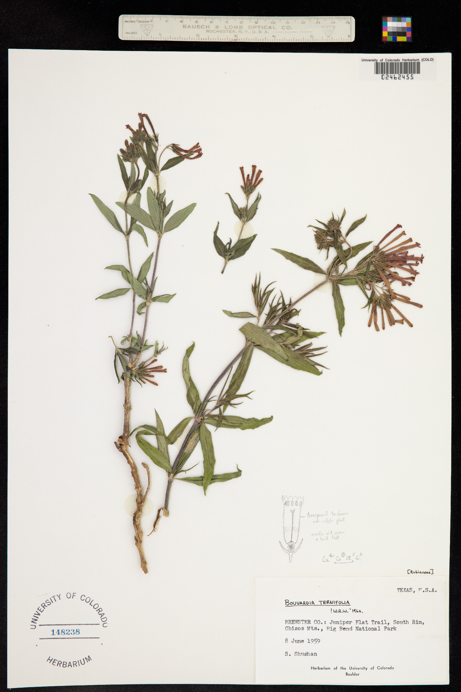 Bouvardia ternifolia image