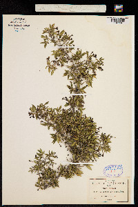 Bouvardia multiflora image
