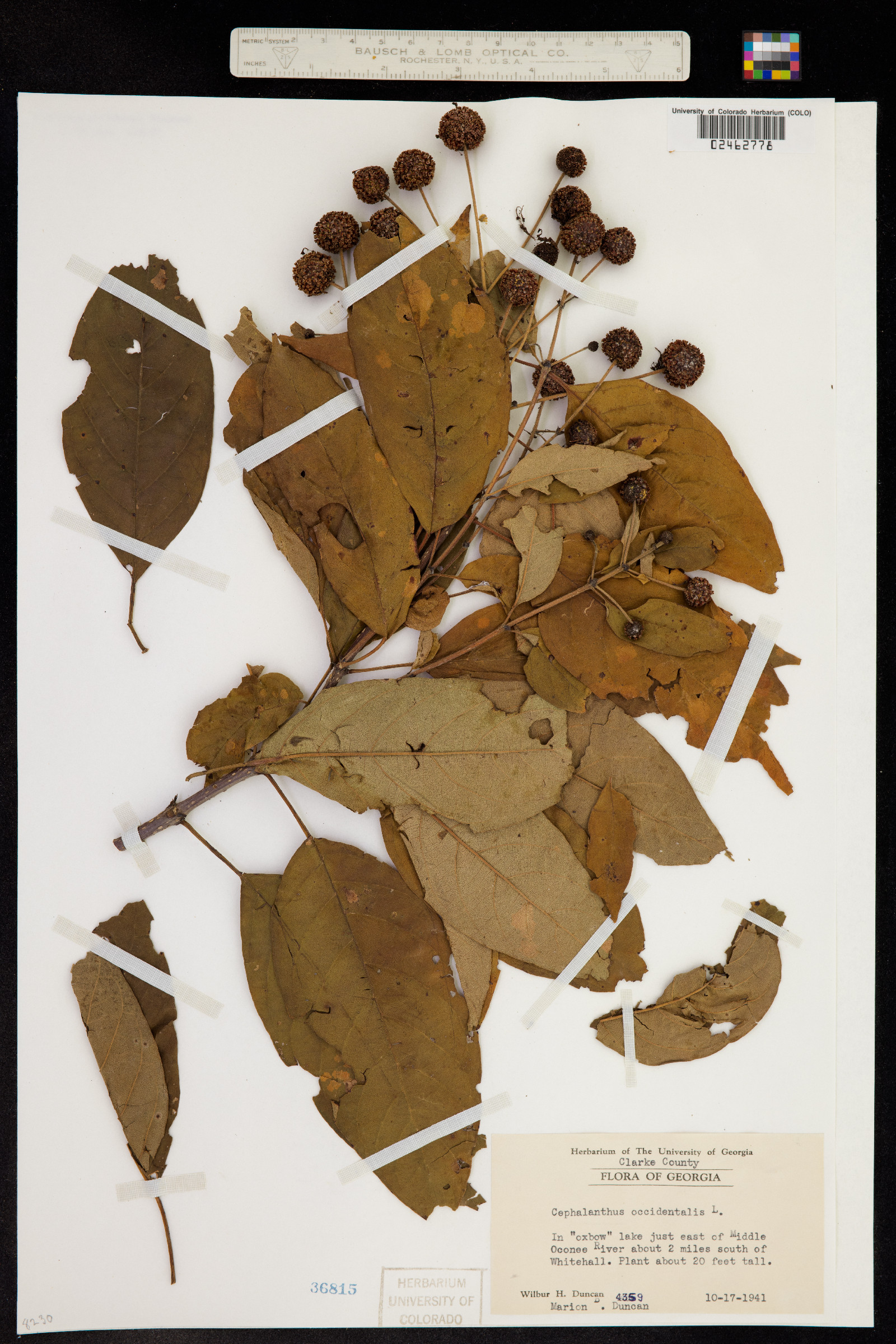 Cephalanthus occidentalis image