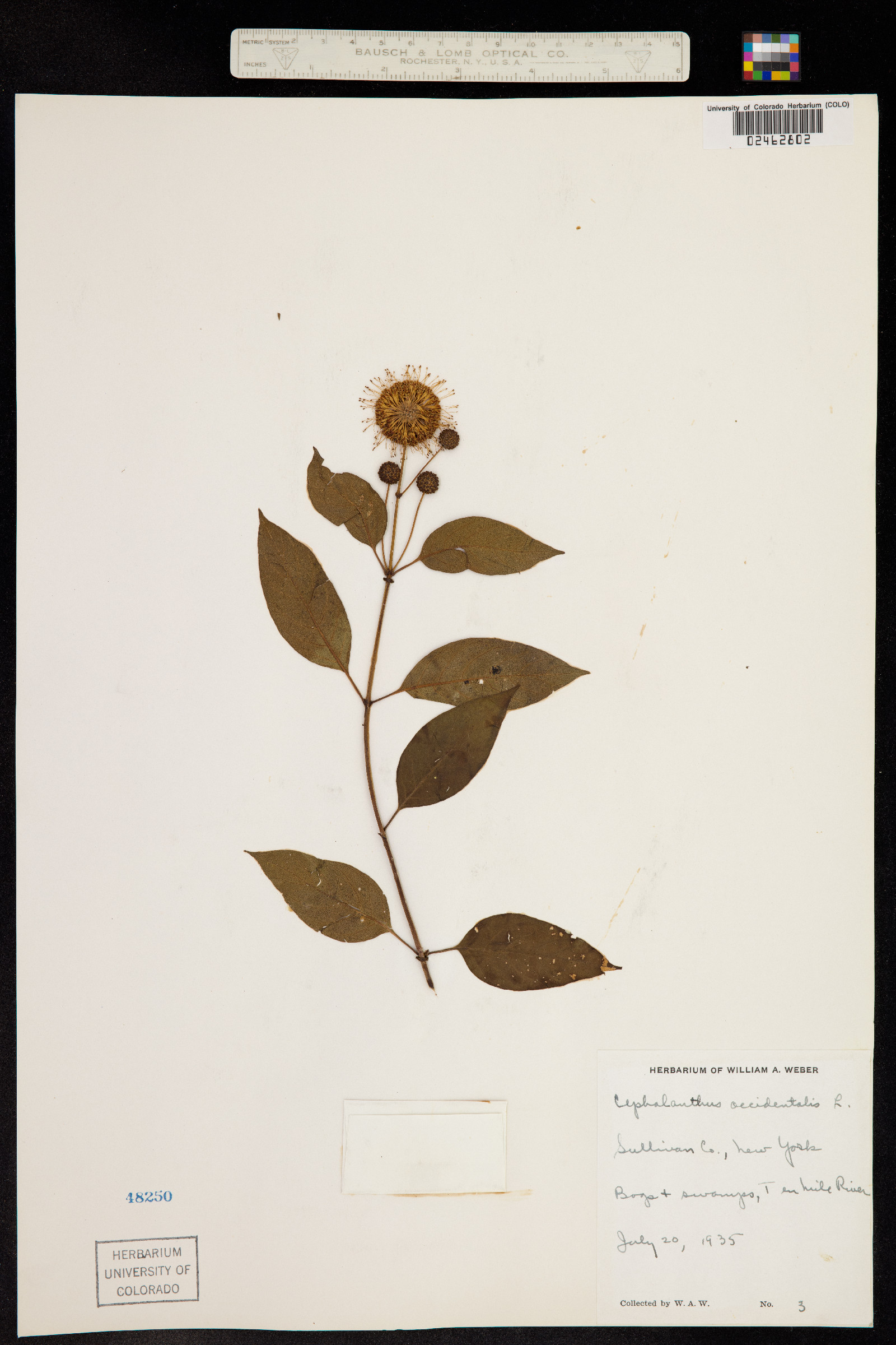 Cephalanthus occidentalis image